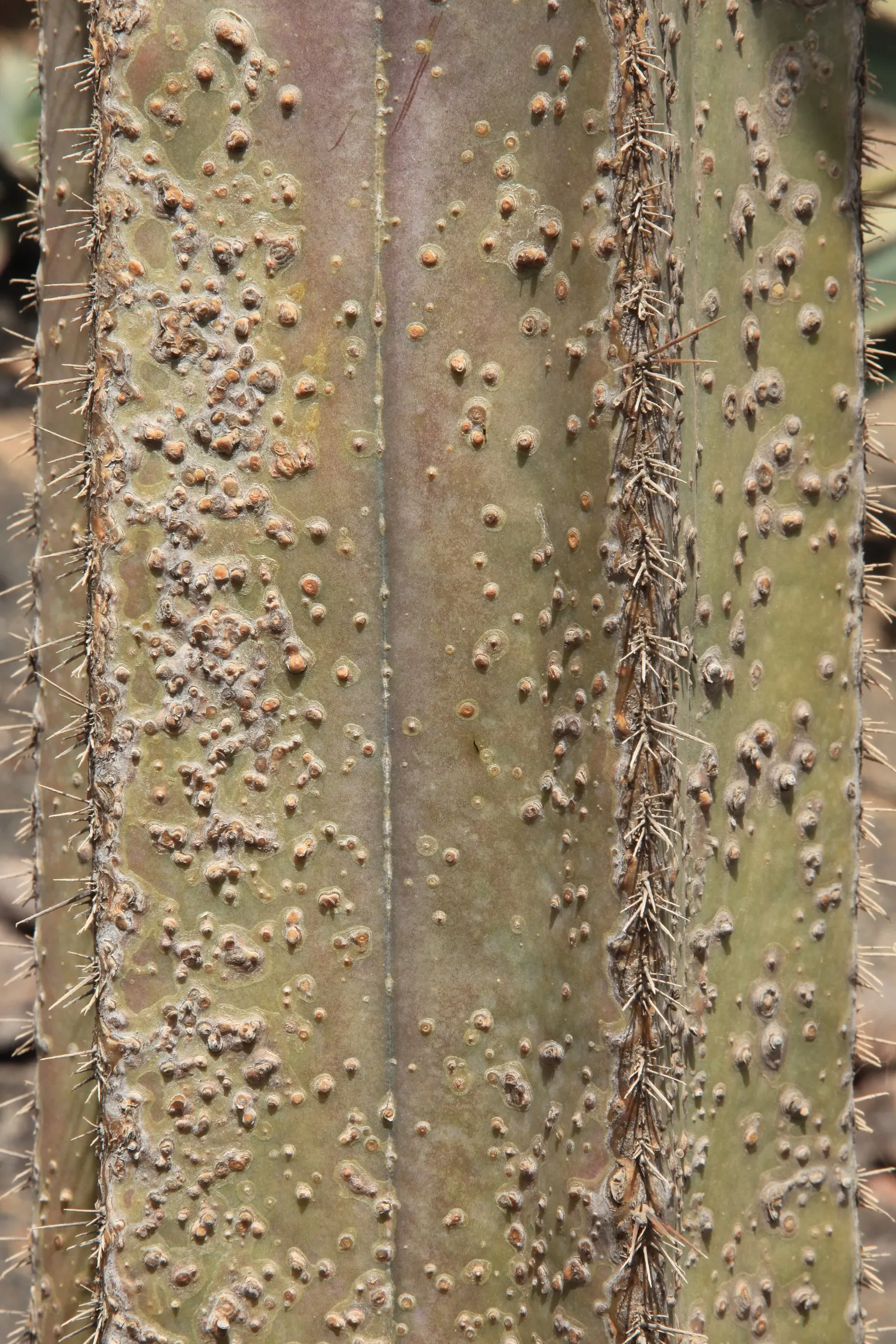 Mexican Fencepost (Pachycereus Marginatus) — roughly 6-12 inches in diameter; pink flowers in the garden, image 58