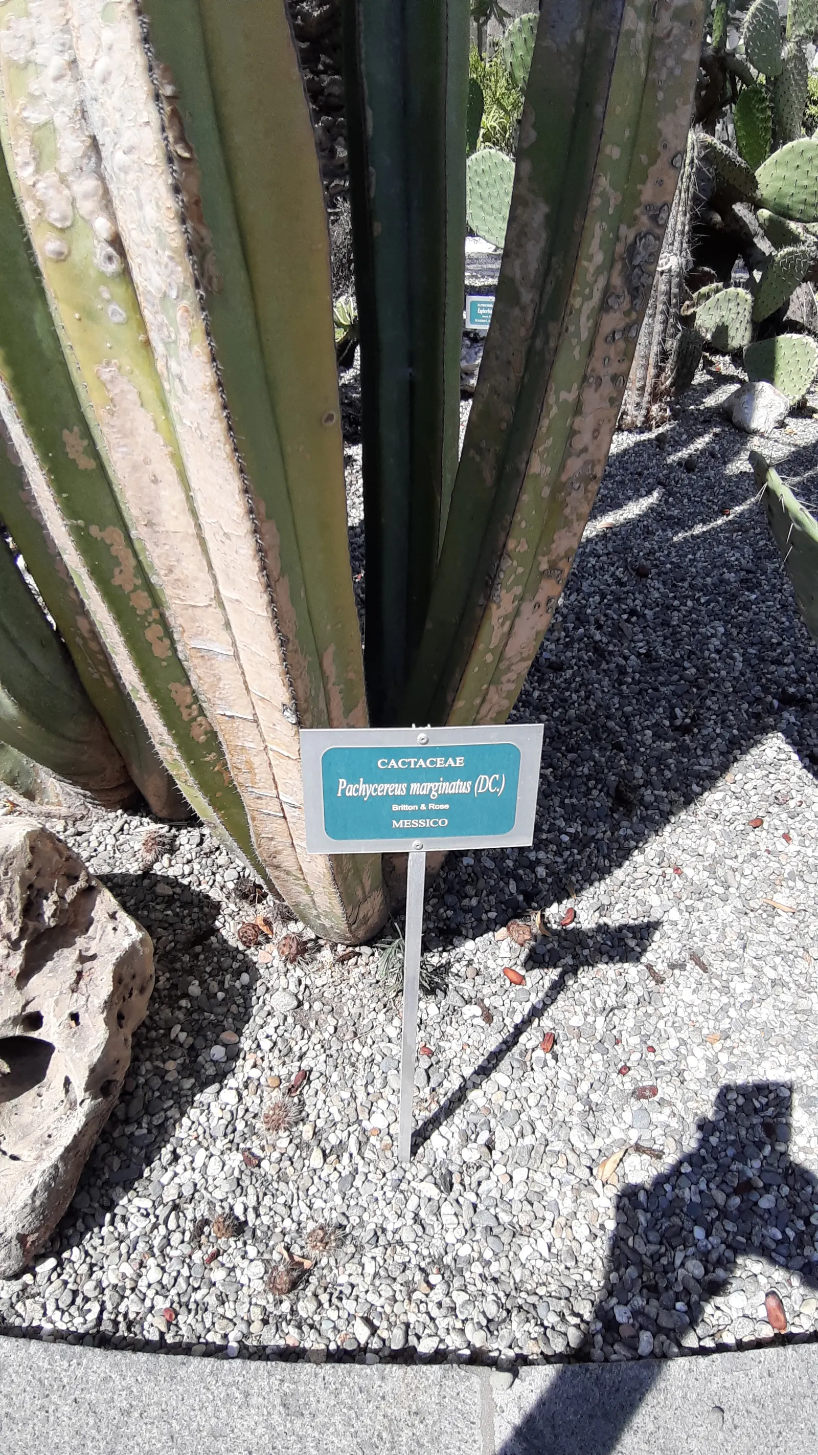 Mexican Fencepost (Pachycereus Marginatus) — scientifically known as Pachycereus marginatus