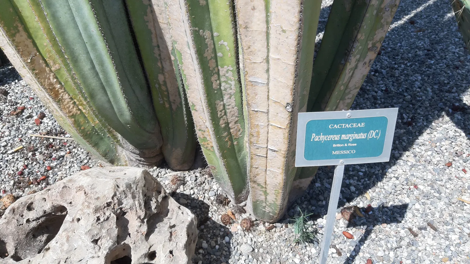 Mexican Fencepost (Pachycereus Marginatus) — producing creamy white blooms near the top of the stems