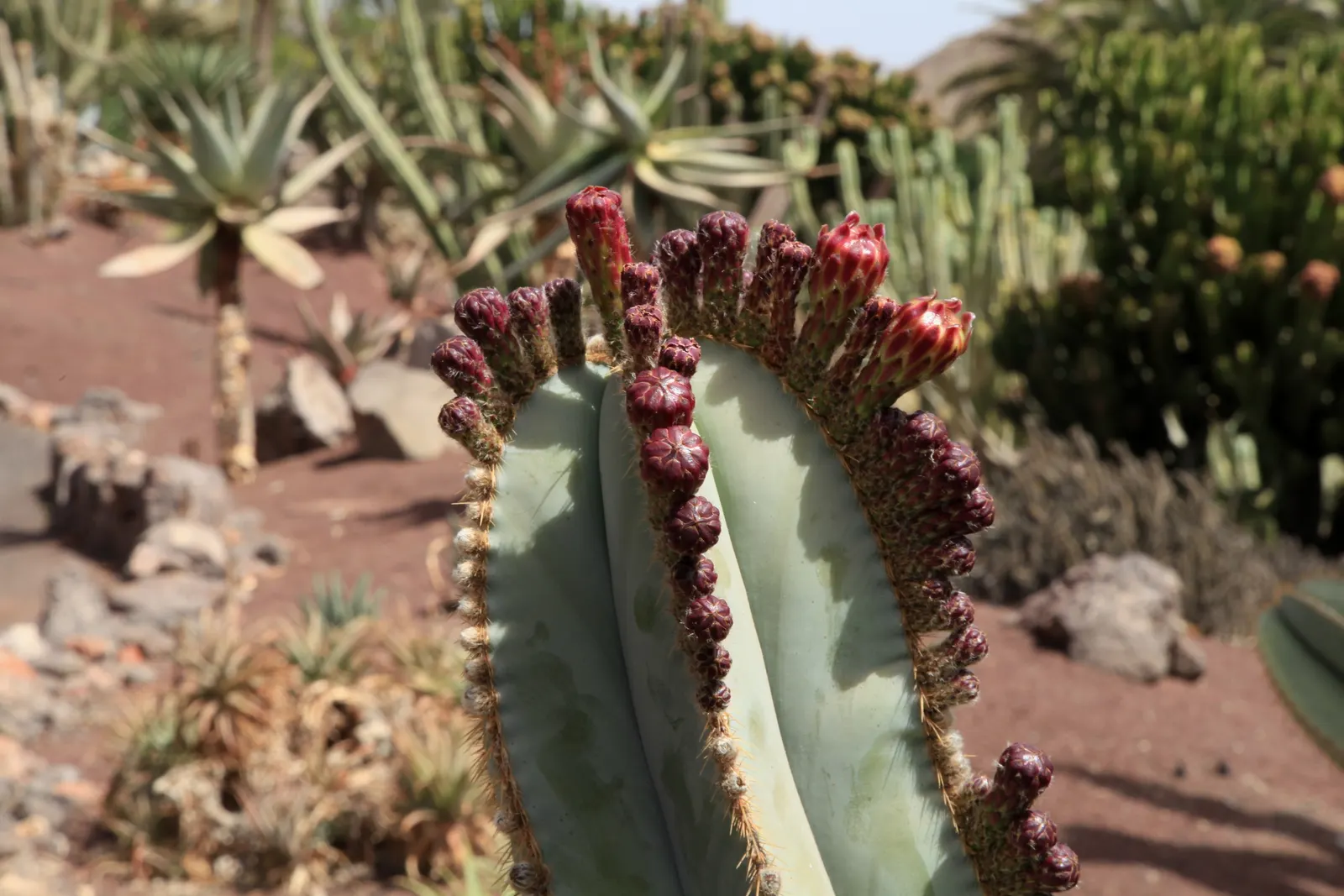 Mexican Fencepost (Pachycereus Marginatus) — it prefers full sun and well-draining soil; cactus with pink blooms, image 62