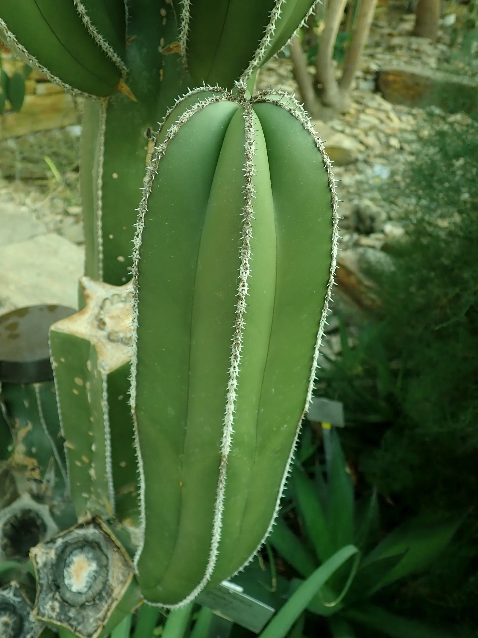 Mexican Fencepost (Pachycereus Marginatus) — well-defined ribs with areoles that sprout modest spines