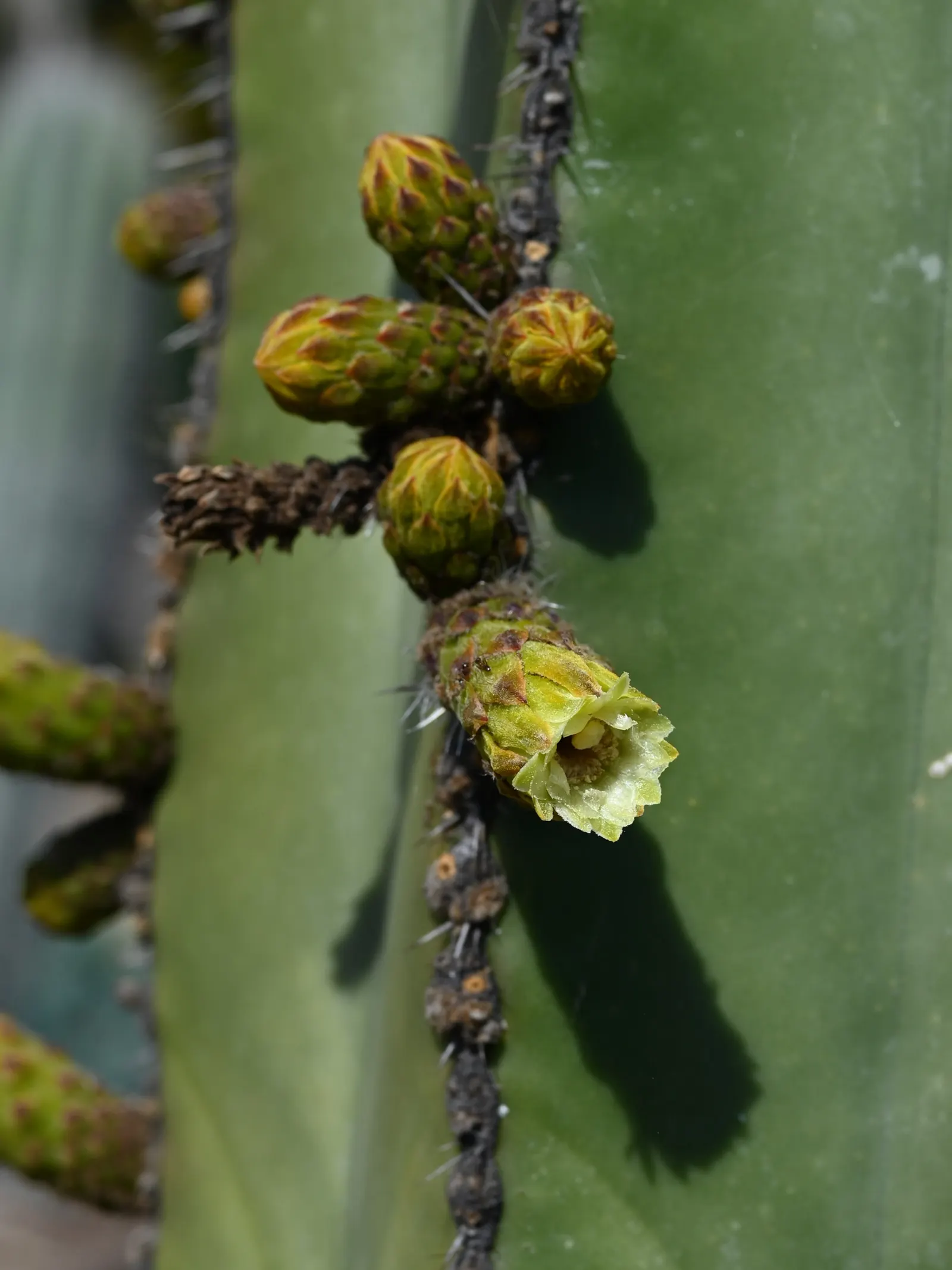 Mexican Fencepost (Pachycereus Marginatus) — Ideal for low-water landscapes; producing creamy white blooms near the top of the stems, image 61