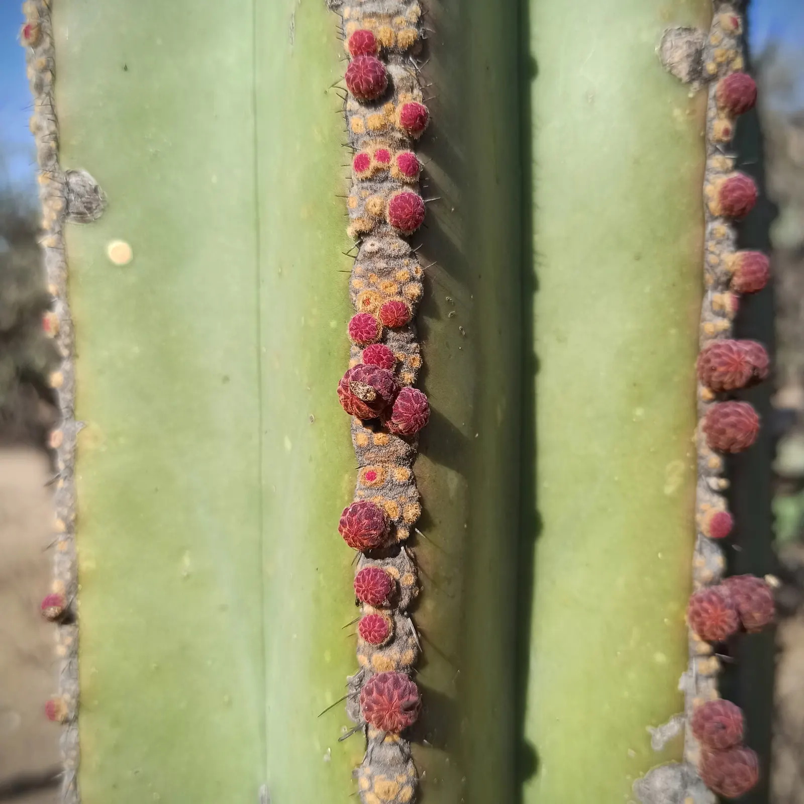 Mexican Fencepost (Pachycereus Marginatus) — this cactus is perfect for a water-wise garden; ideal for low-water landscapes
