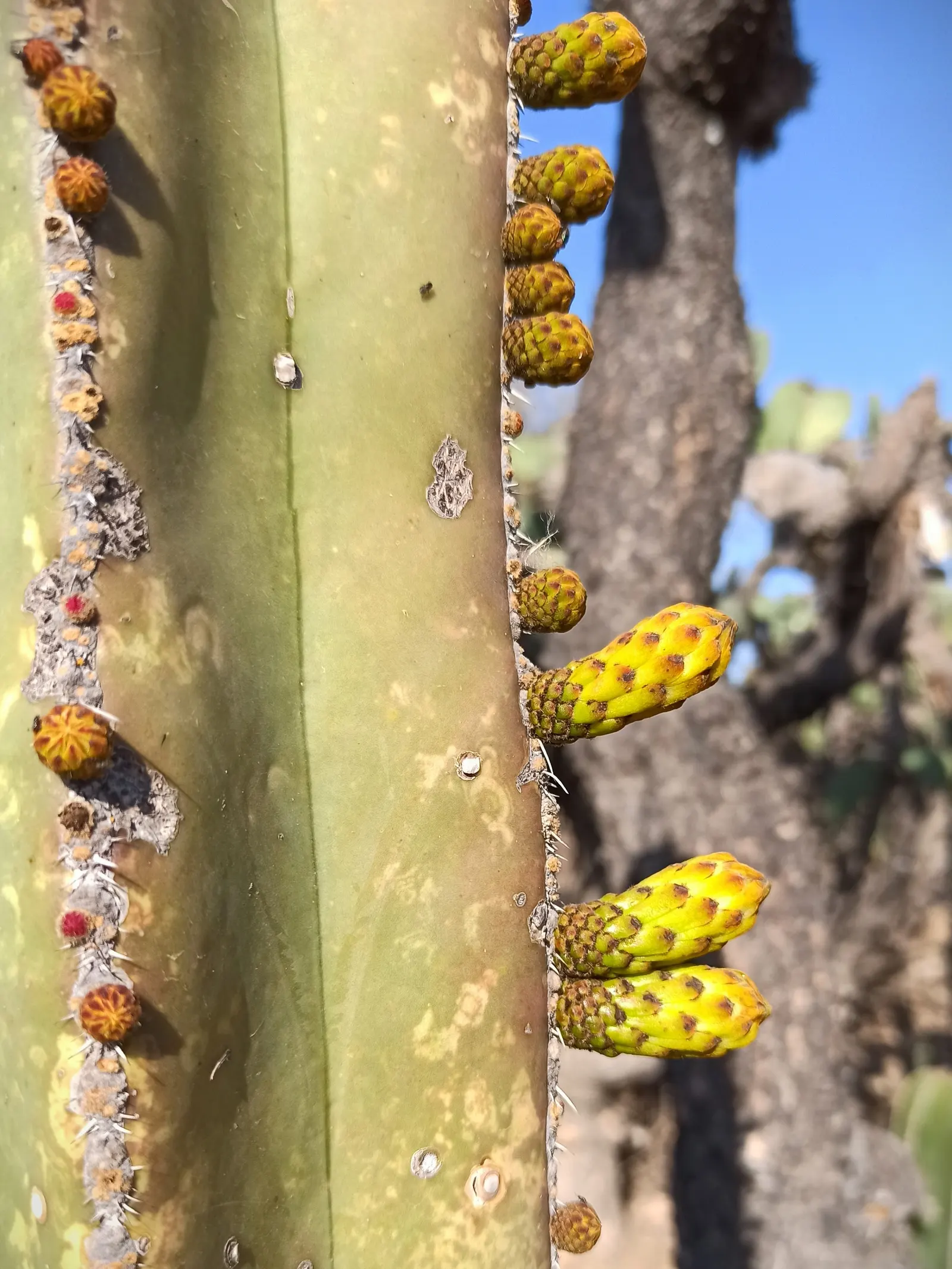 Mexican Fencepost (Pachycereus Marginatus) — The blooms are typically 2 to 3 inches in diameter; requiring minimal maintenance once established