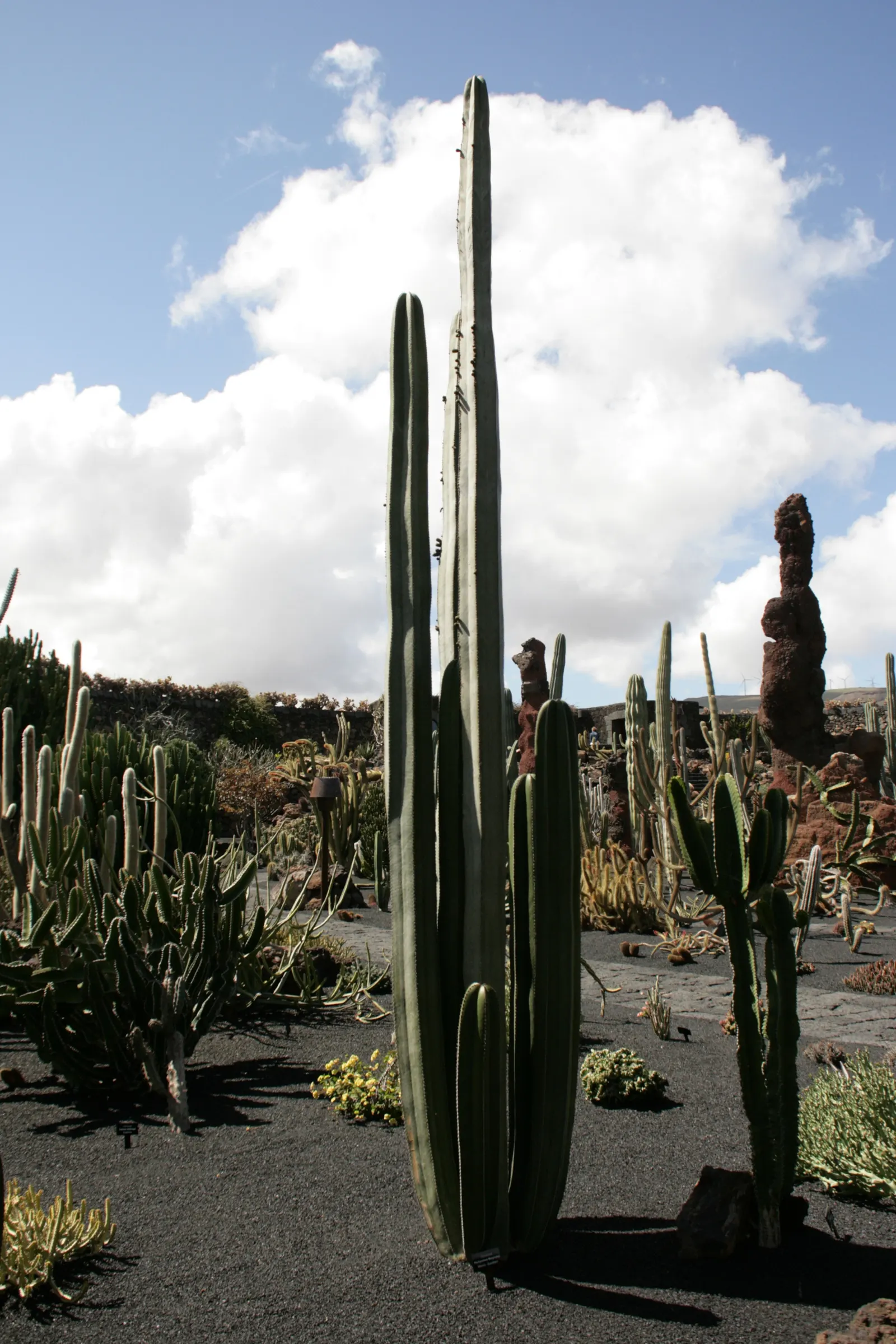 Mexican Fencepost (Pachycereus Marginatus) — is an eye-catching columnar cactus; roughly 6-12 inches in diameter