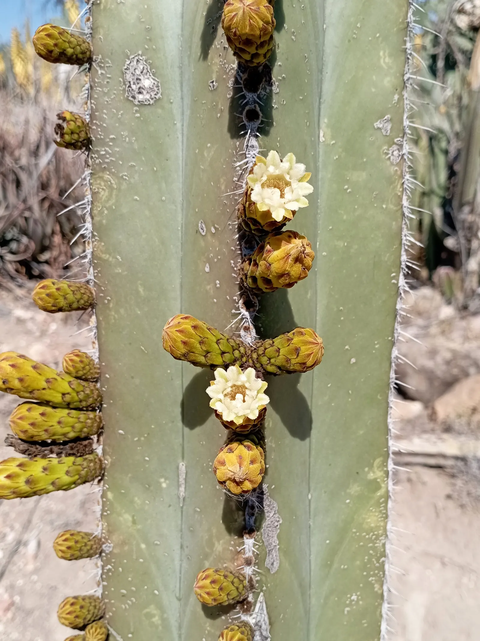 Mexican Fencepost (Pachycereus Marginatus) — cactus for full; this cactus is hardy to about 25&deg;F and can tolerate brief periods of frost