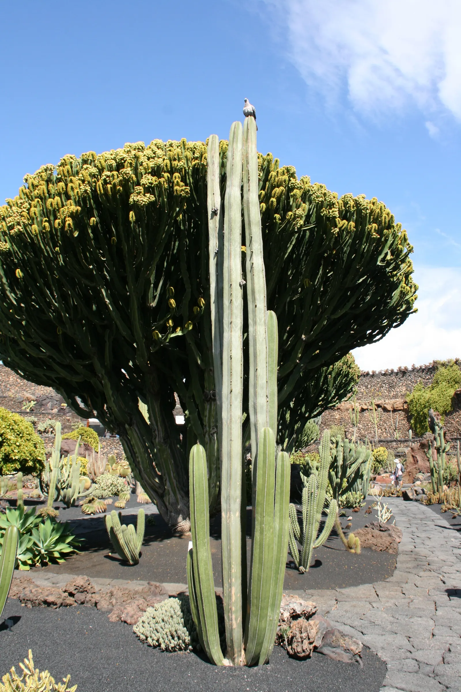 Mexican Fencepost (Pachycereus Marginatus) — it prefers full sun and well-draining soil; cactus with pink blooms