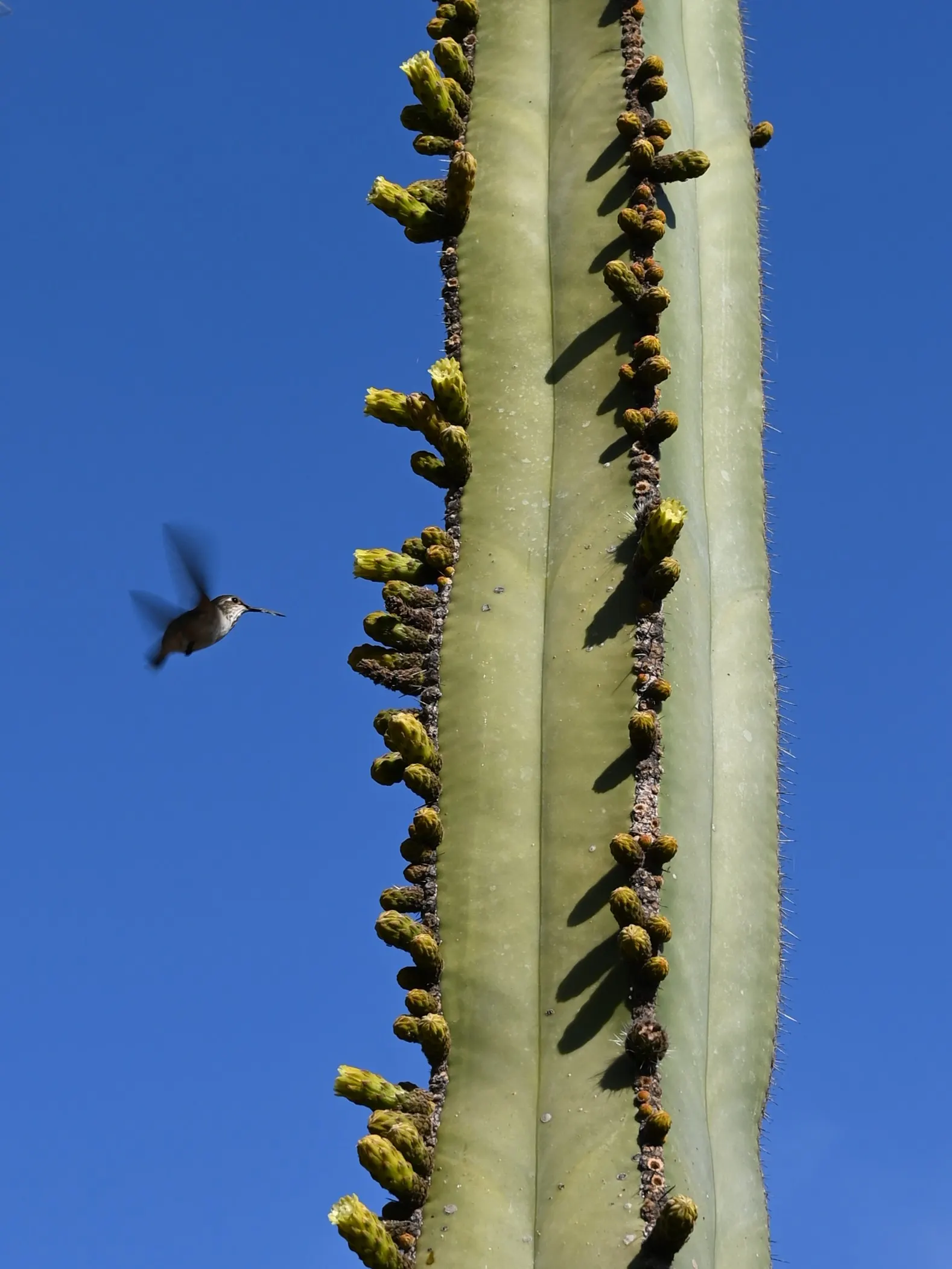 Mexican Fencepost (Pachycereus Marginatus) — creating a natural fence-like structure; the blooms are typically 2 to 3 inches in diameter