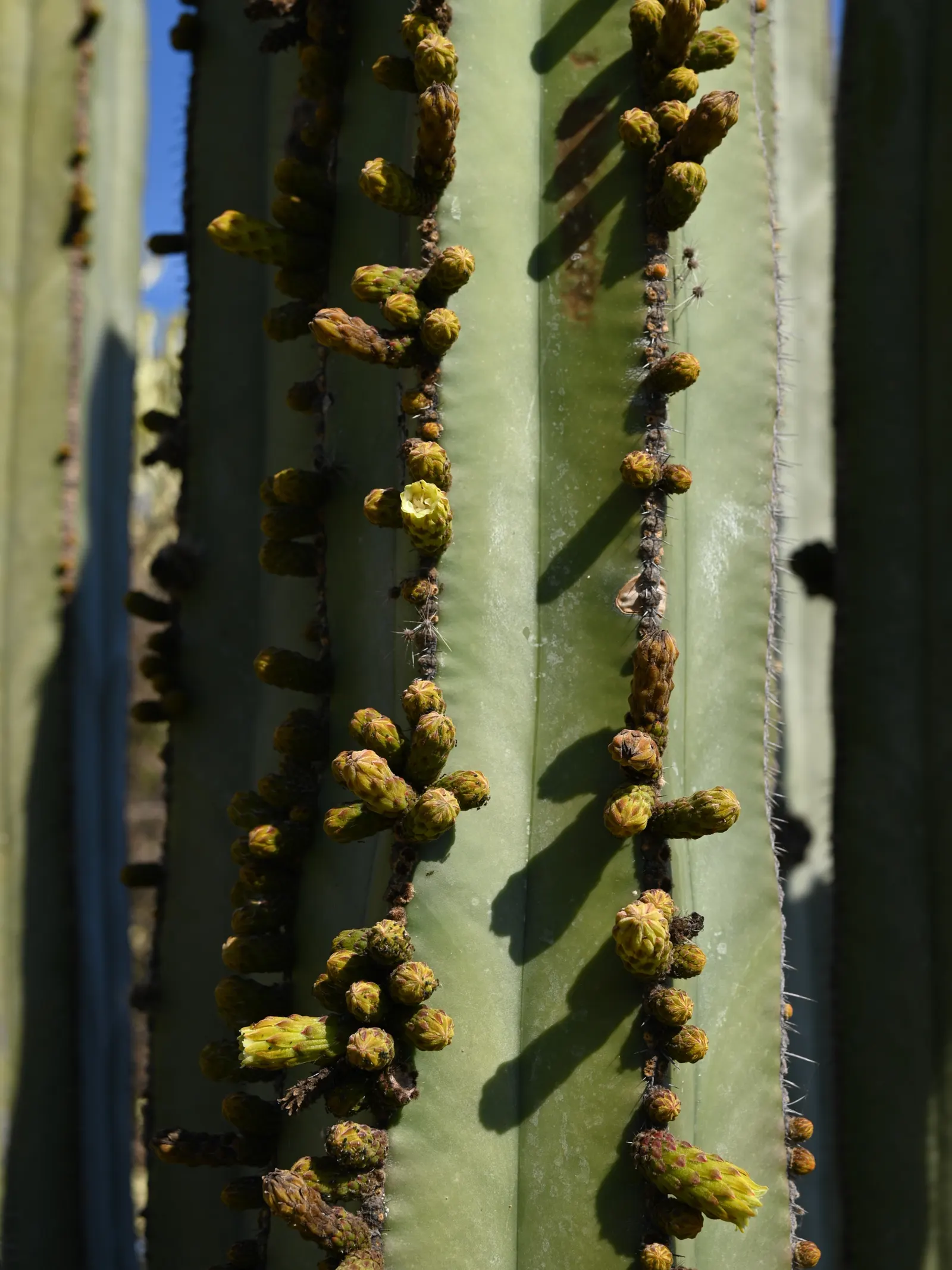 Mexican Fencepost (Pachycereus Marginatus) — cactus with pink blooms; well-defined ribs with areoles that sprout modest spines