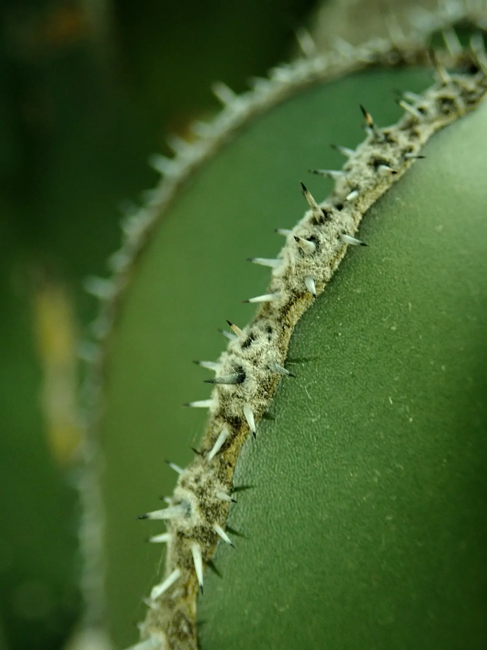 Mexican Fencepost (Pachycereus Marginatus) — thriving in USDA hardiness zones 9 through 11