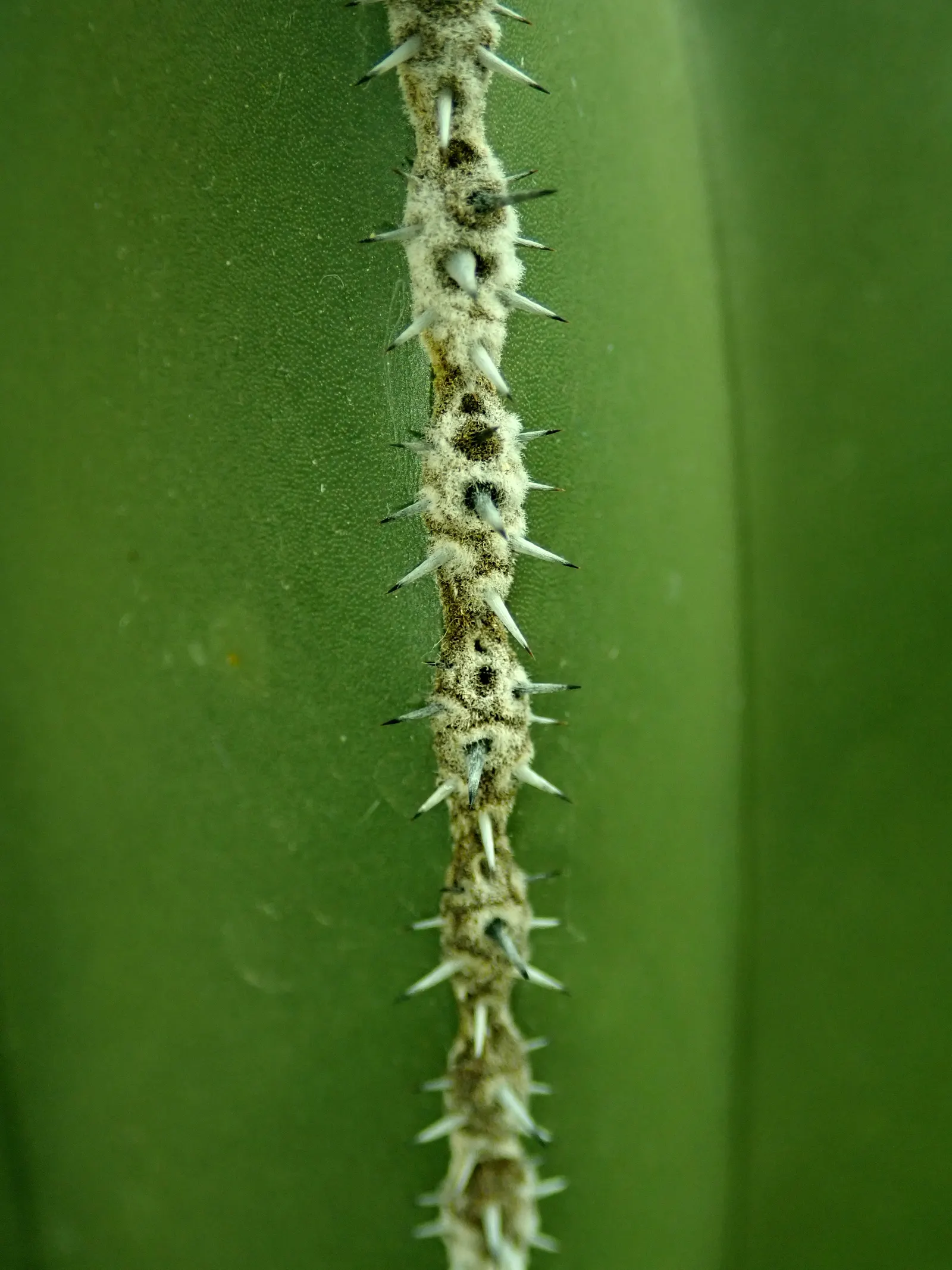 Mexican Fencepost (Pachycereus Marginatus) — is a striking columnar cactus that provides bold vertical lines to any landscape design