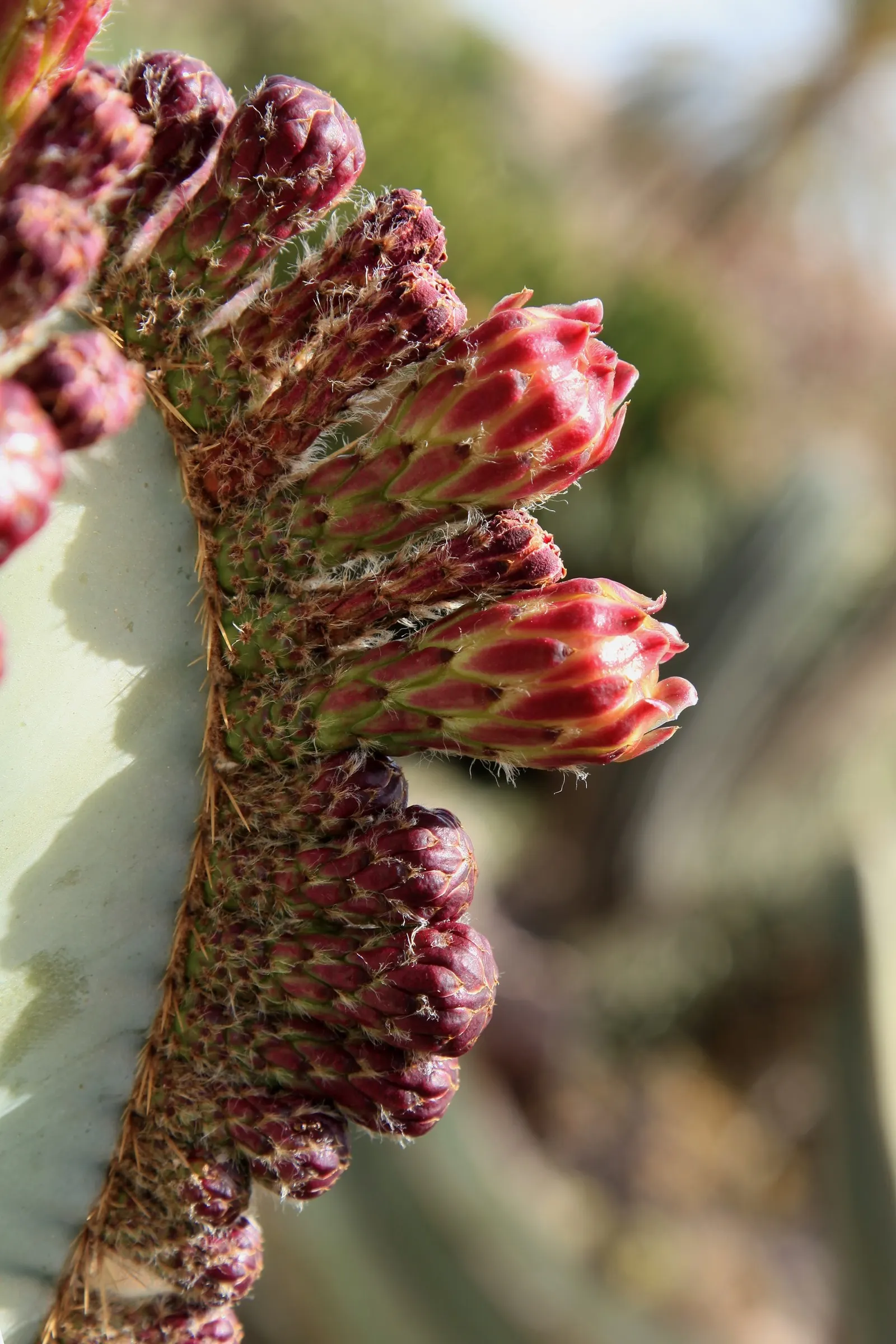Mexican Fencepost (Pachycereus Marginatus) — followed by pinkish-red fruit; perfect for adding vertical interest