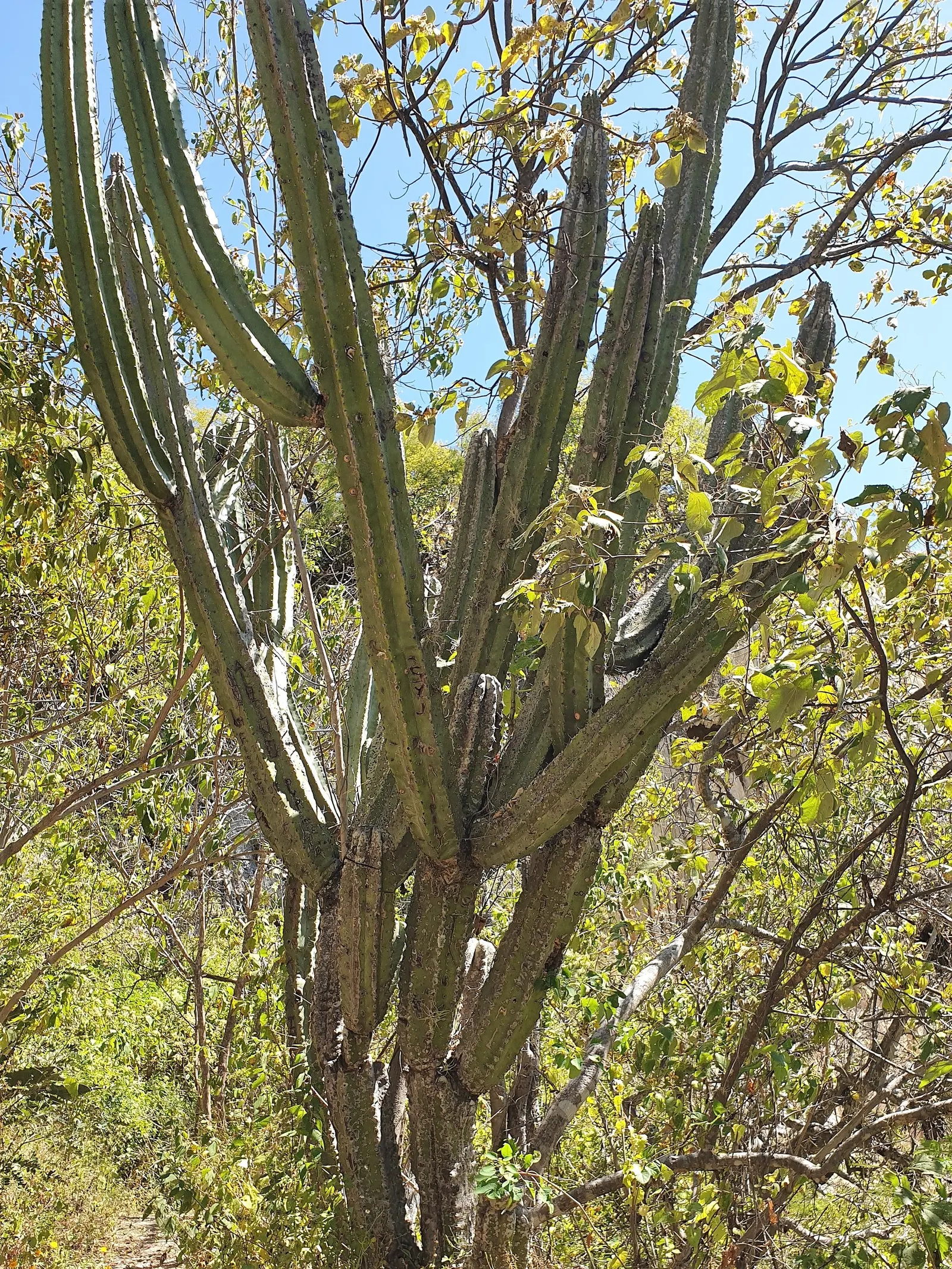 Mexican Fencepost (Pachycereus Marginatus) — is a striking columnar cactus that provides bold vertical lines to any landscape design; followed by pinkish-red