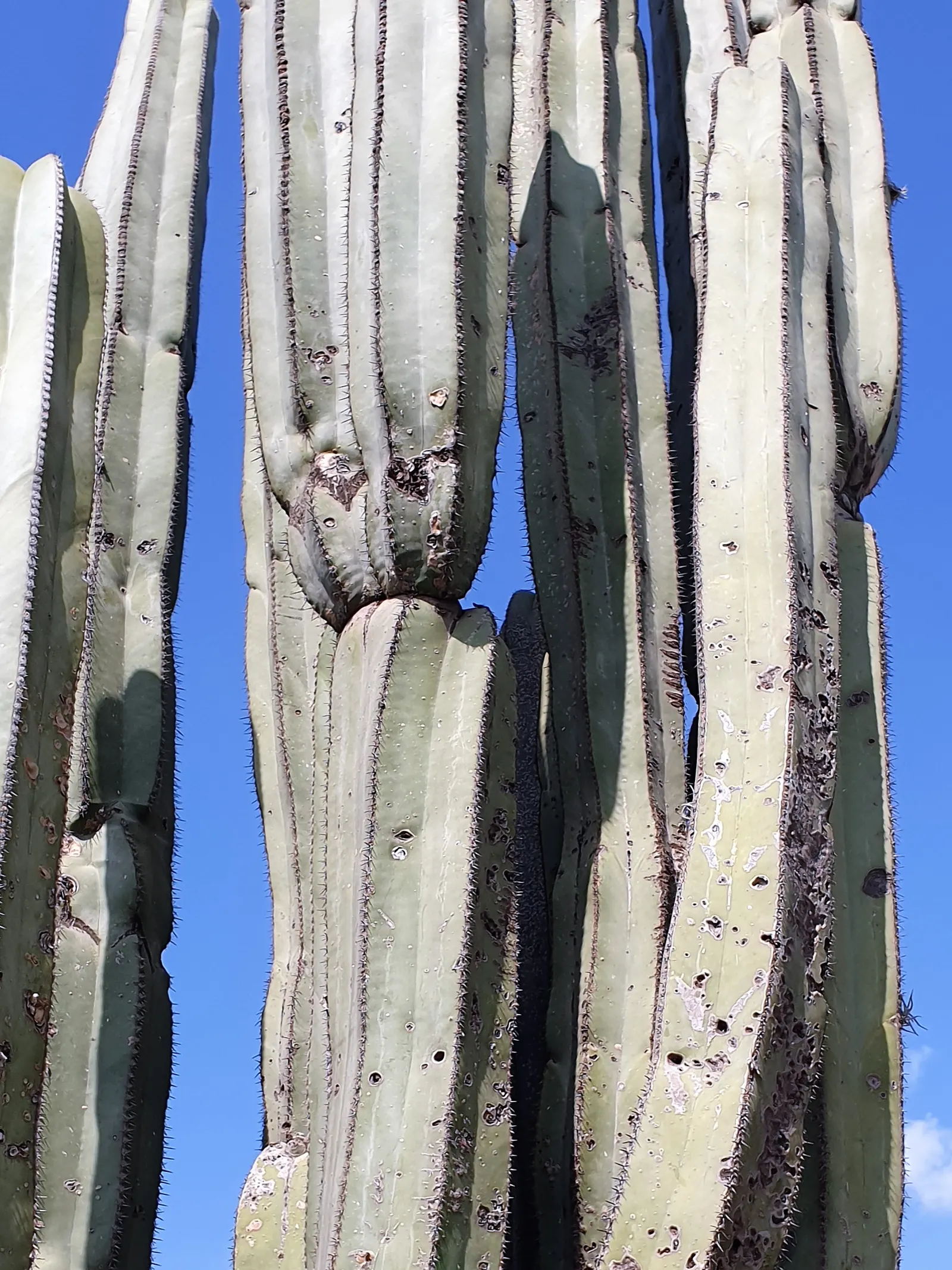 Mexican Fencepost (Pachycereus Marginatus) — This cactus is hardy to about 25&deg;F and can tolerate brief periods of frost