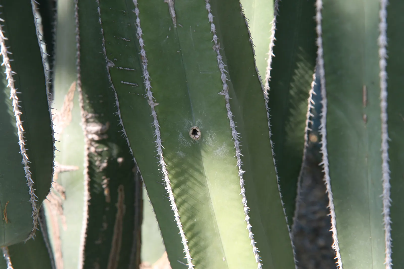 Mexican Fencepost (Pachycereus Marginatus) — pink flowers in the garden
