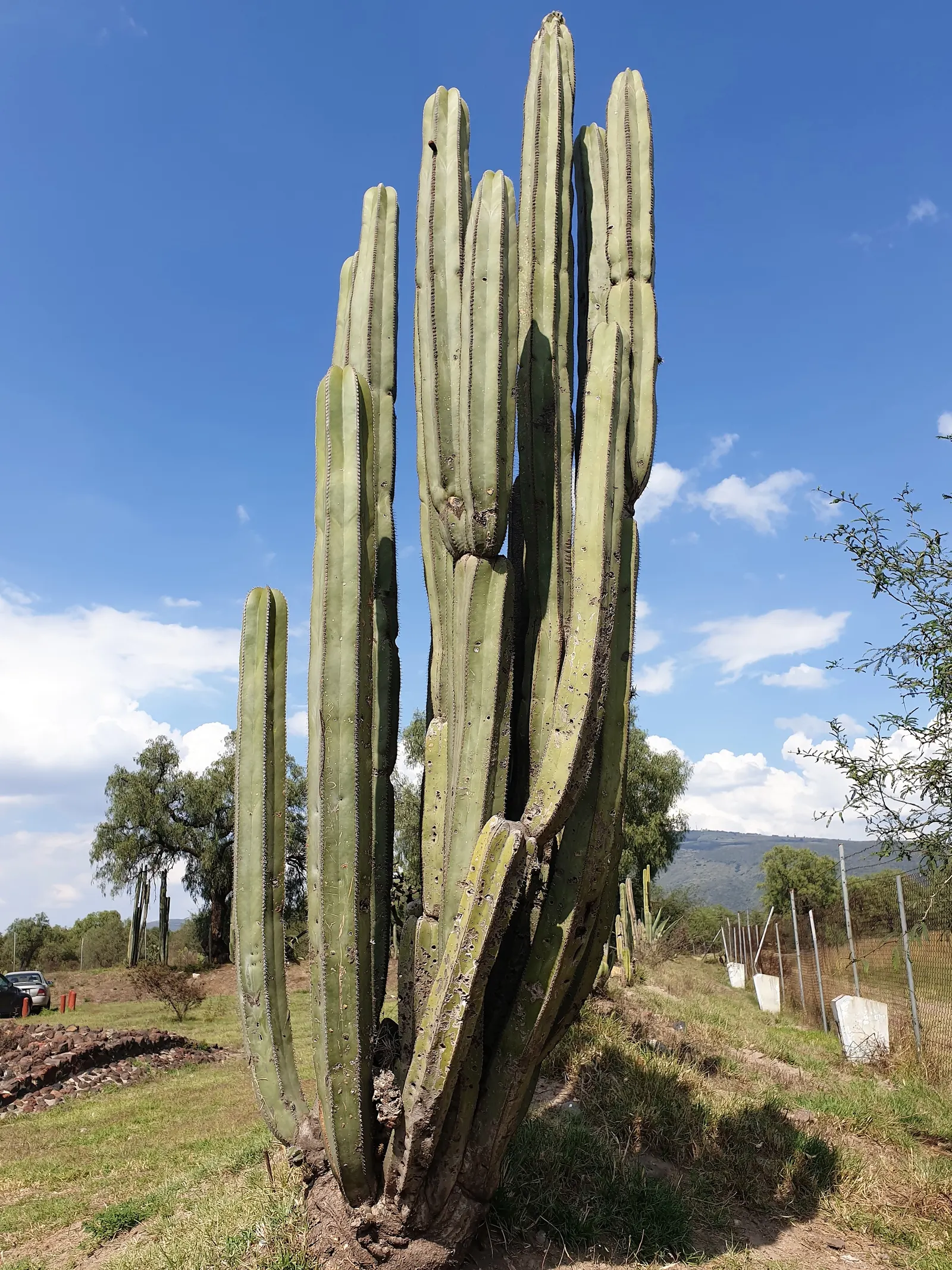 Mexican Fencepost (Pachycereus Marginatus) — perfect for adding vertical interest