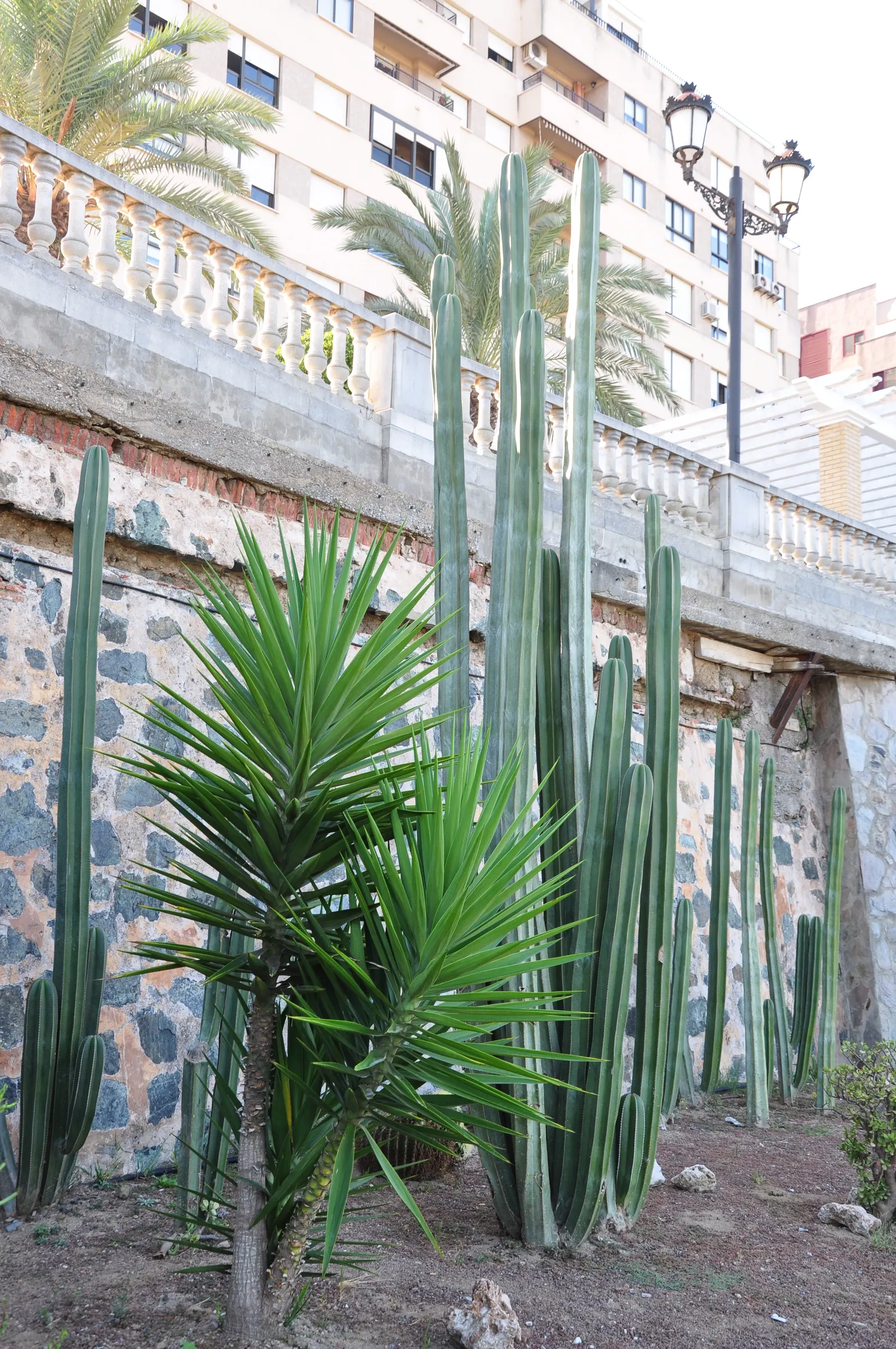 Mexican Fencepost (Pachycereus Marginatus) — well-defined ribs with areoles that sprout modest spines; it prefers full sun and well-draining soil