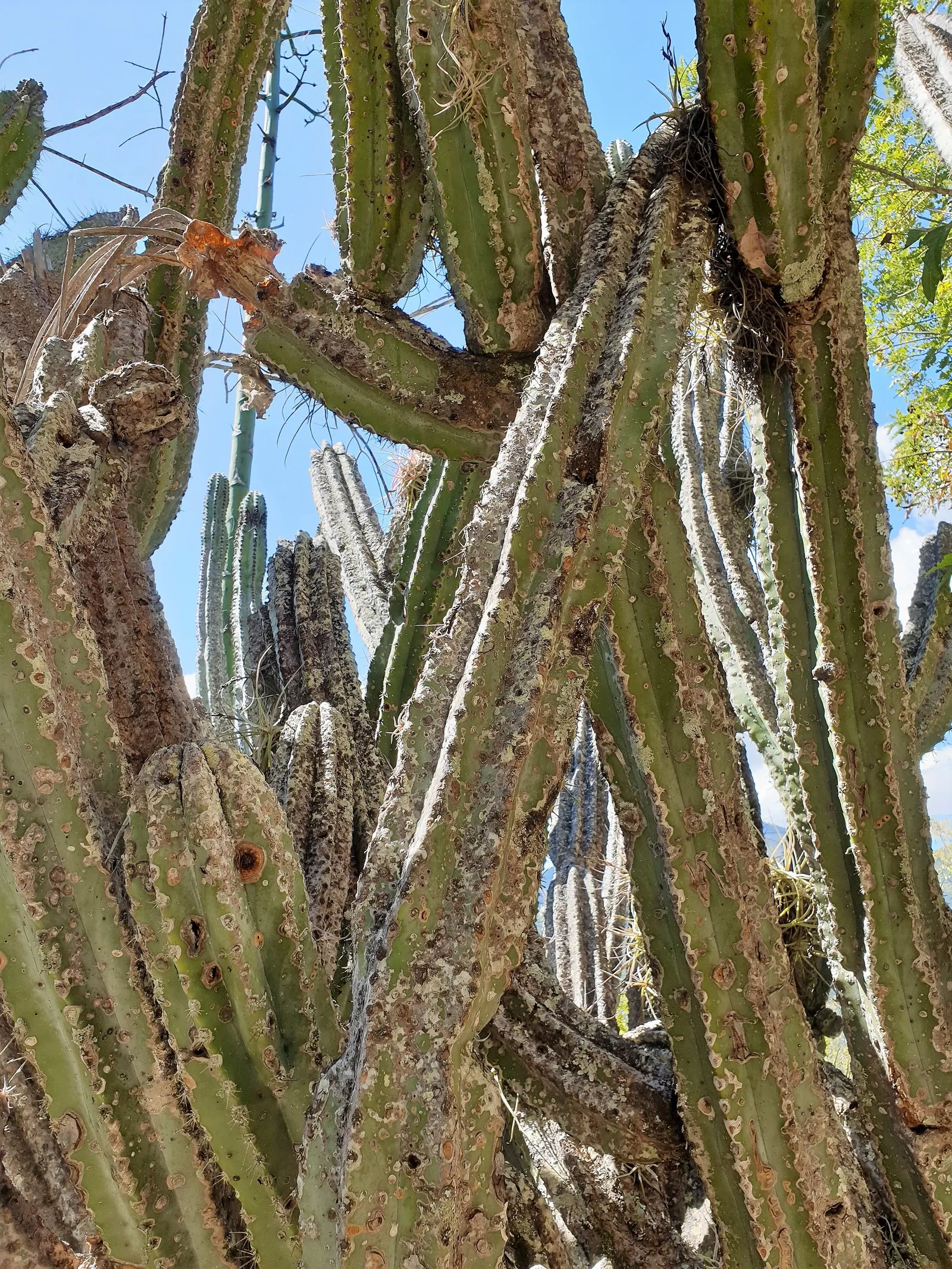 Mexican Fencepost (Pachycereus Marginatus) — and can soar up to 12-16 feet tall, image 32