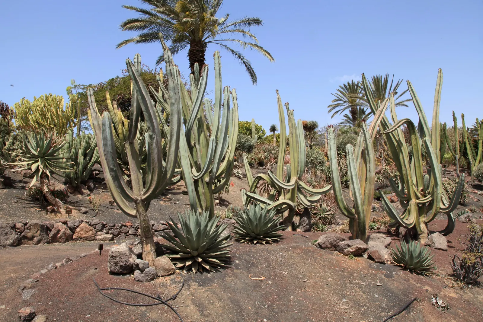Mexican Fencepost (Pachycereus Marginatus) — hence the name.<br><br>Each stem of this low-maintenance cactus is adorned with 5 to 7 narrow; is an eye-catching