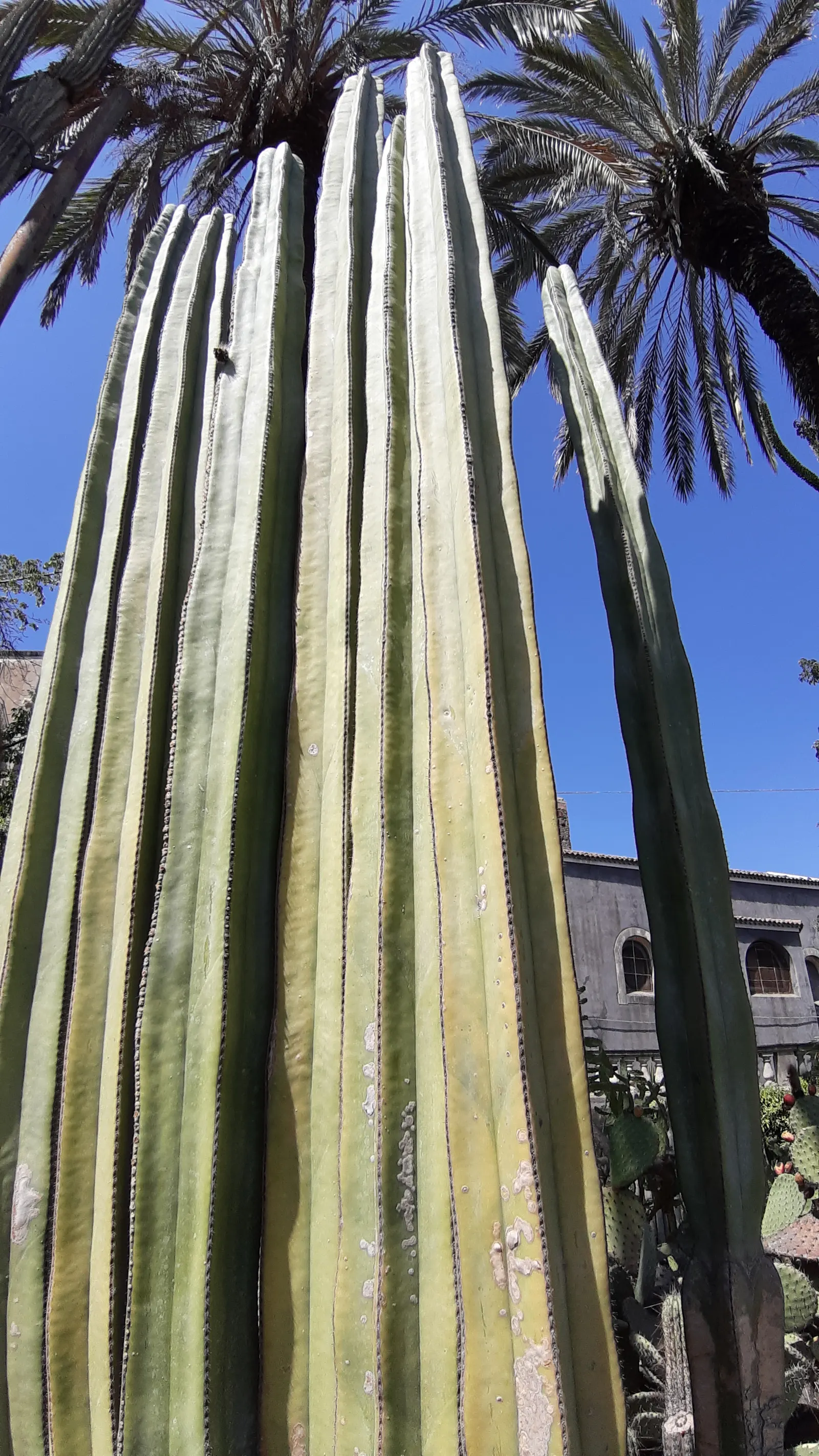 Mexican Fencepost (Pachycereus Marginatus) — this cactus is perfect for a water-wise garden; ideal for low-water landscapes, image 67