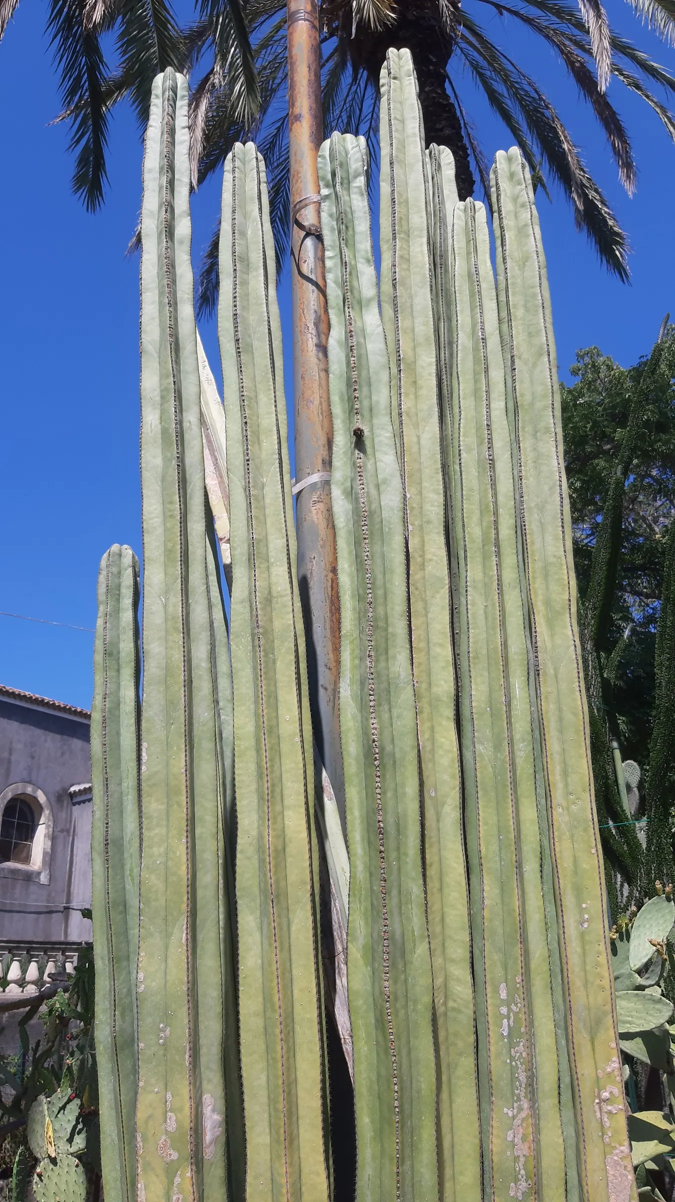 Mexican Fencepost (Pachycereus Marginatus) — requiring minimal maintenance once established