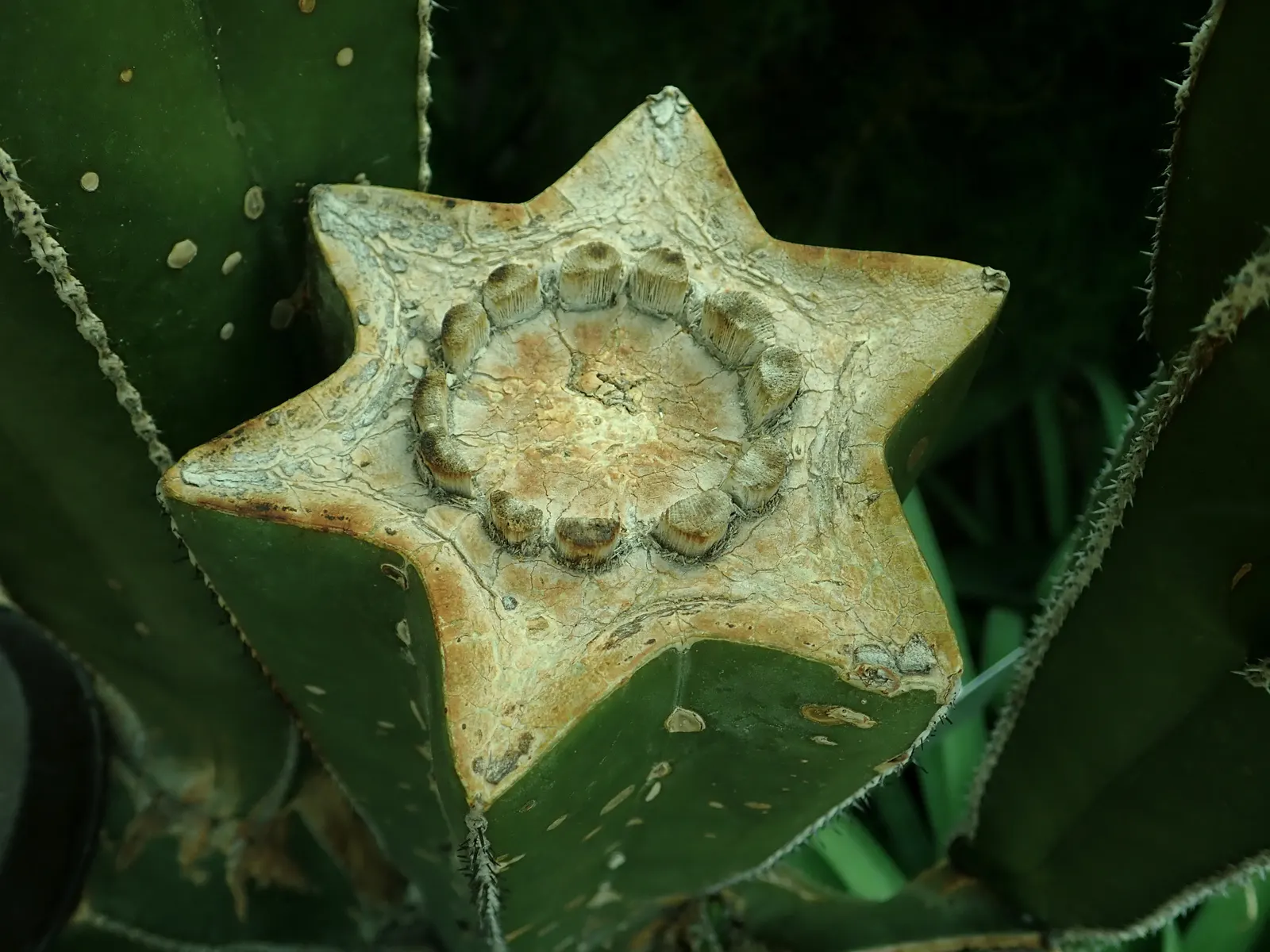 Mexican Fencepost (Pachycereus Marginatus) — It's adorned with neat rows of spines along narrow ribs