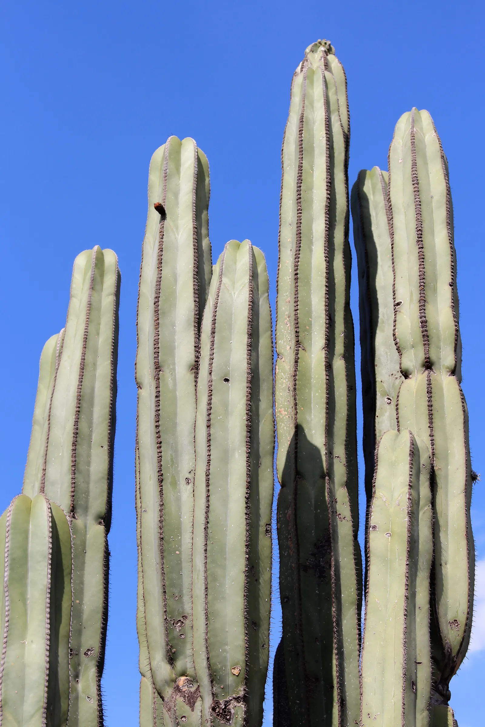 Mexican Fencepost (Pachycereus Marginatus) — The blooms are typically 2 to 3 inches in diameter