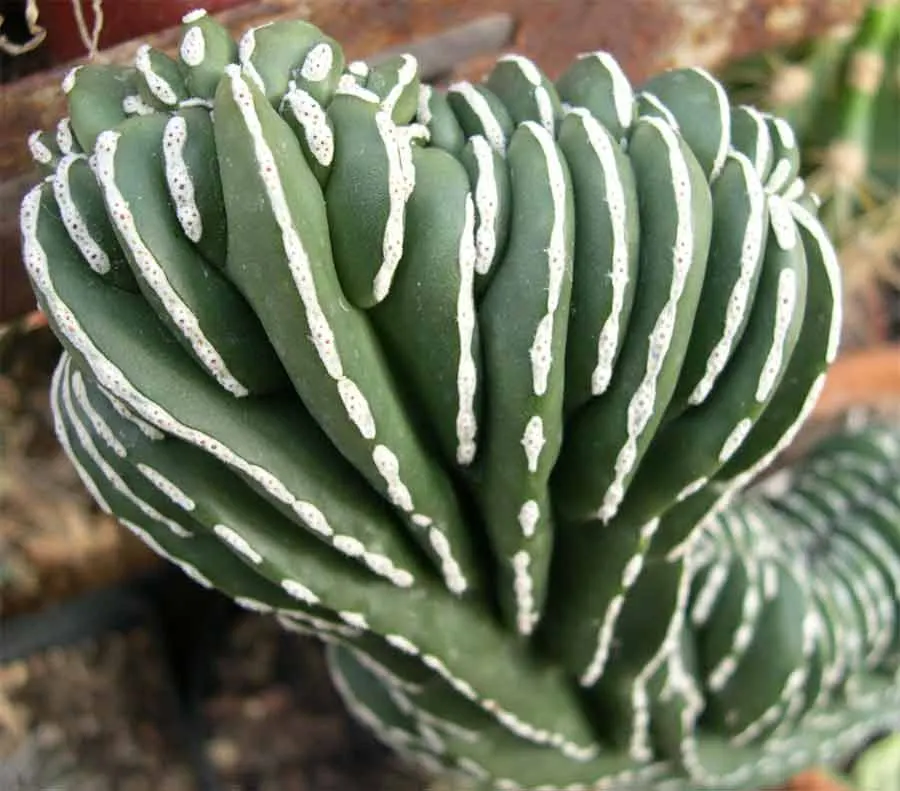 Mexican Fencepost (Pachycereus Marginatus) — this sculptural plant features slender; these allow for easy propagation under the right desert-like conditions