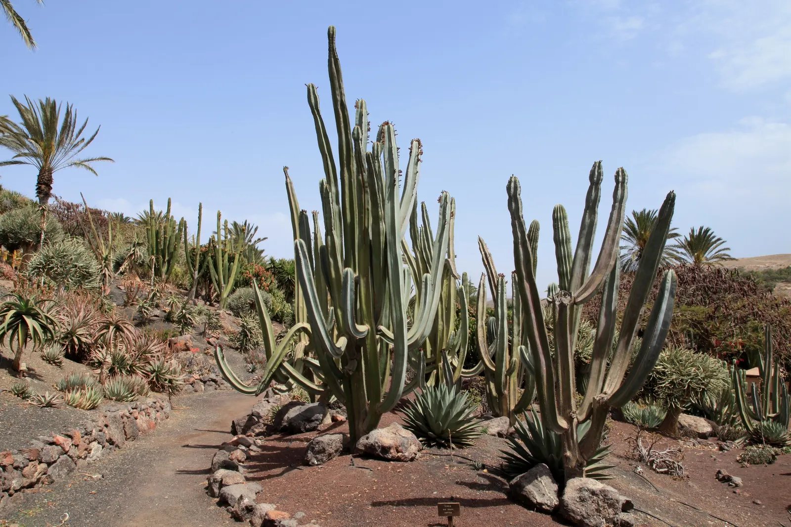 Mexican Fencepost (Pachycereus Marginatus) — this sculptural plant features slender