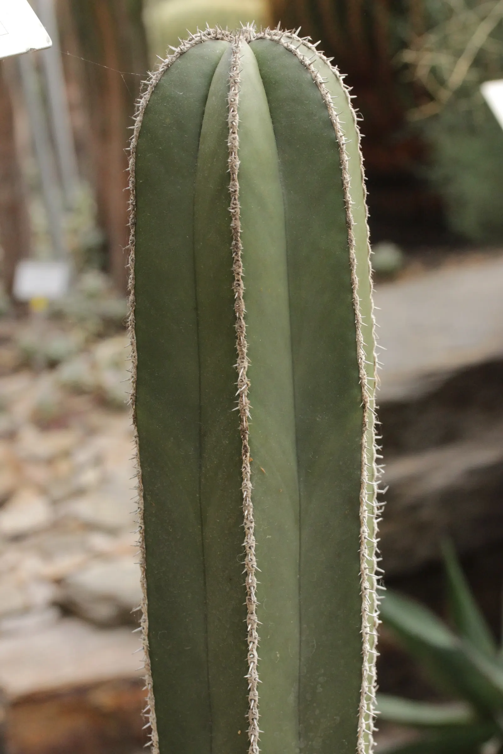 Mexican Fencepost (Pachycereus Marginatus) — It's adorned with neat rows of spines along narrow ribs; native to the arid regions of Central Mexico, image 60