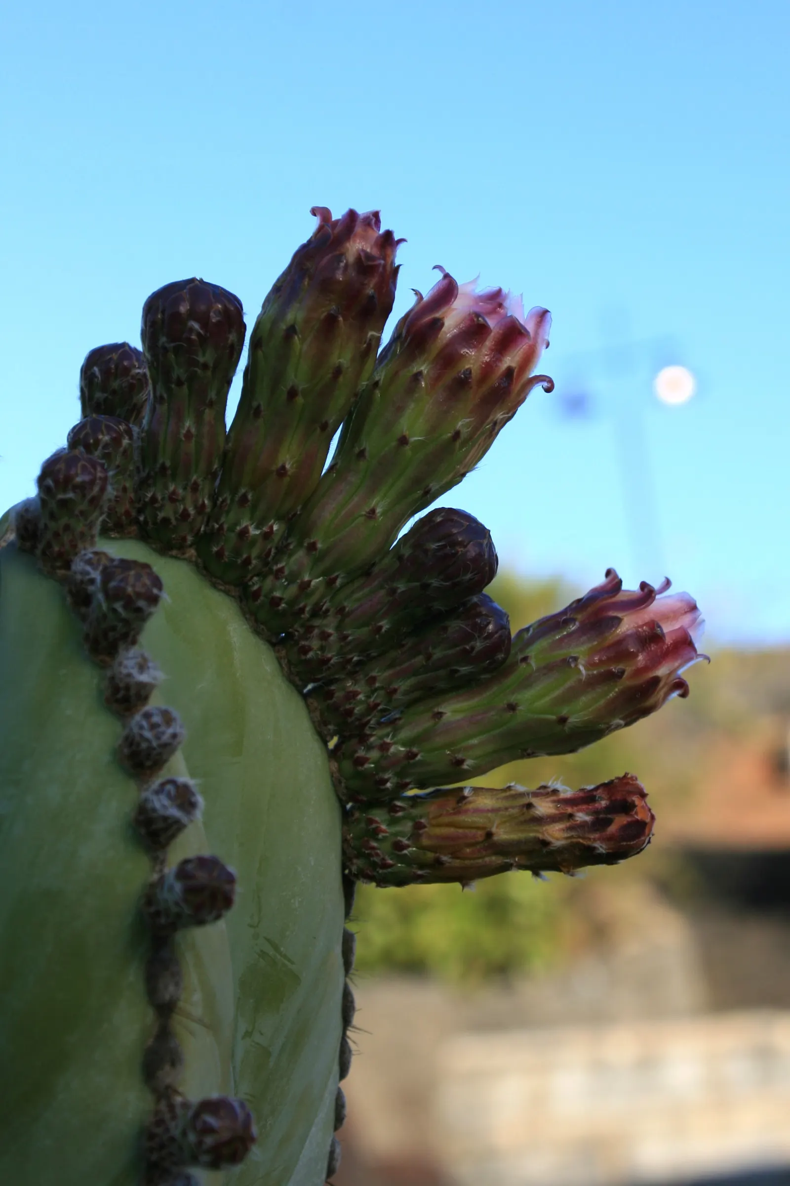 Mexican Fencepost (Pachycereus Marginatus) — This cactus is hardy to about 25&deg;F and can tolerate brief periods of frost; this sculptural plant features