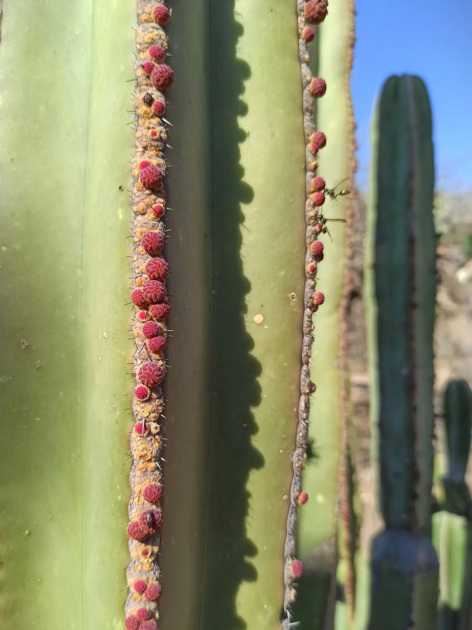 Mexican Fencepost (Pachycereus Marginatus) — thriving in USDA hardiness zones 9 through 11, image 41