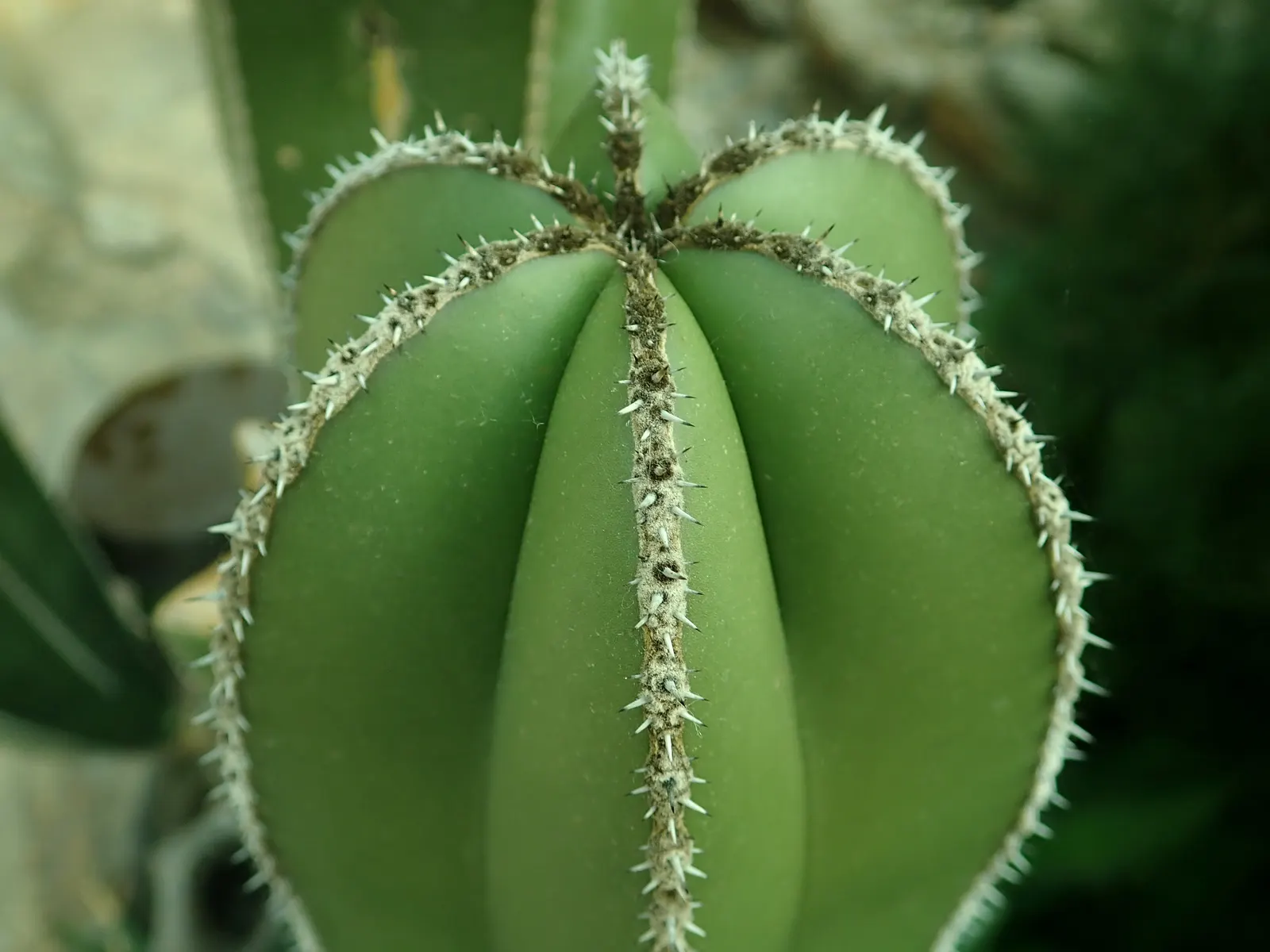 Mexican Fencepost (Pachycereus Marginatus) — Space individual plants about 2 to 3 feet apart to create an elegant, living fence