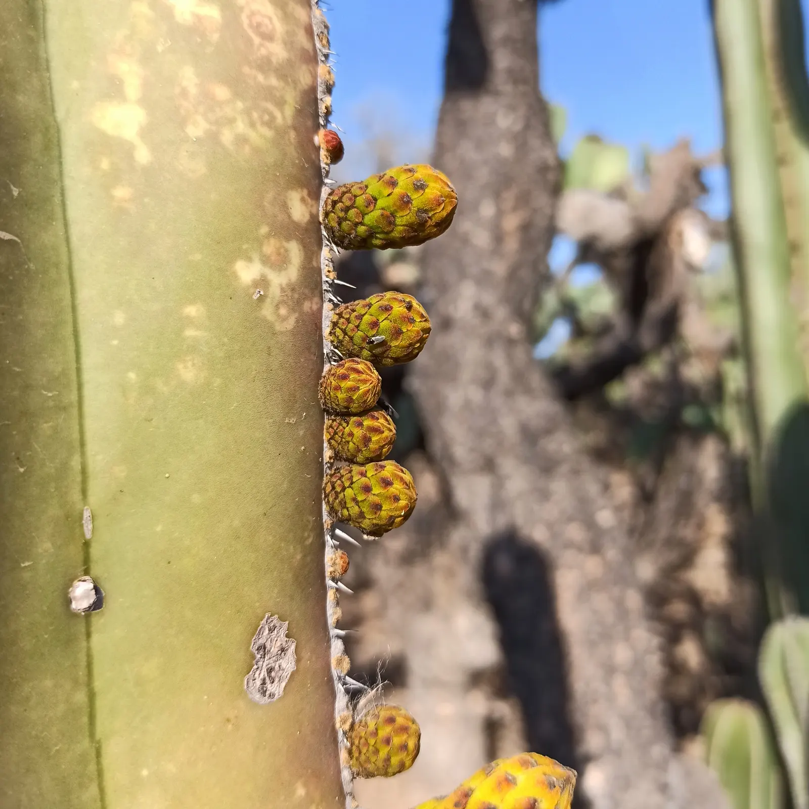 Mexican Fencepost (Pachycereus Marginatus) — perfect for adding vertical interest; is a striking columnar cactus that provides bold vertical lines, image 56