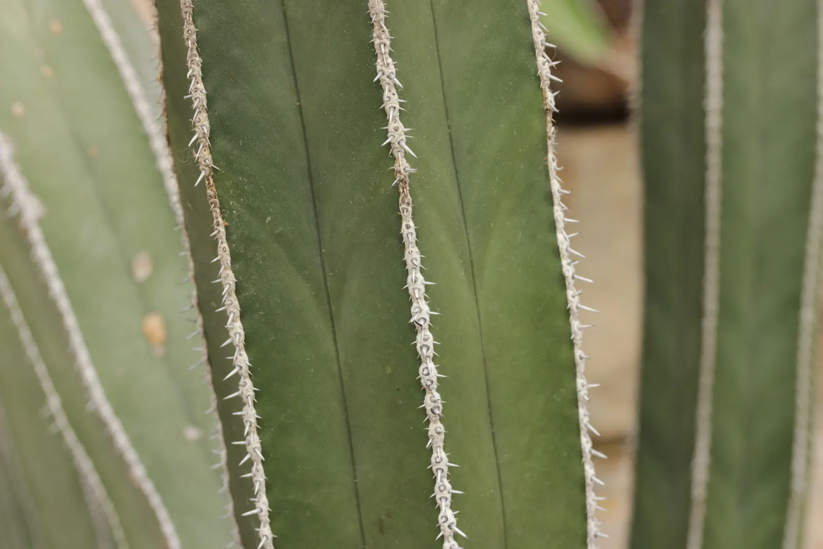 Mexican Fencepost (Pachycereus Marginatus) — Ideal for low-water landscapes; producing creamy white blooms near the top of the stems