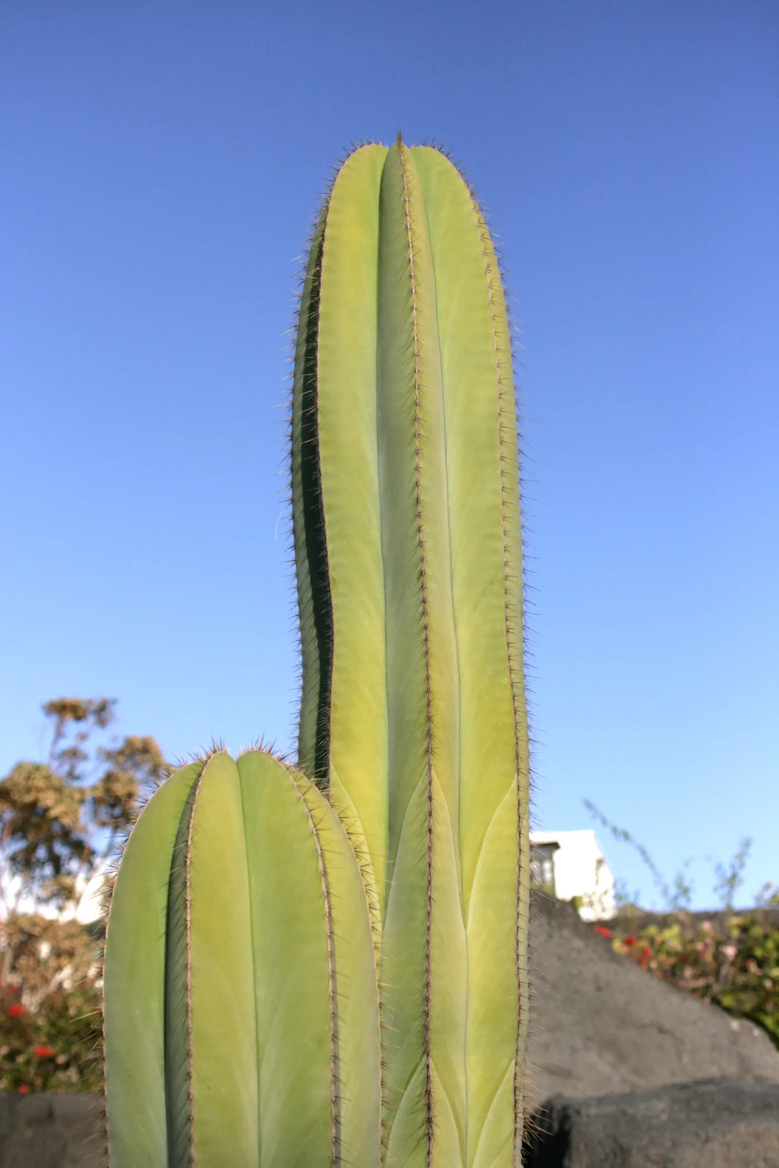 Mexican Fencepost (Pachycereus Marginatus) — Native to the arid regions of Central Mexico; cactus for full, image 66