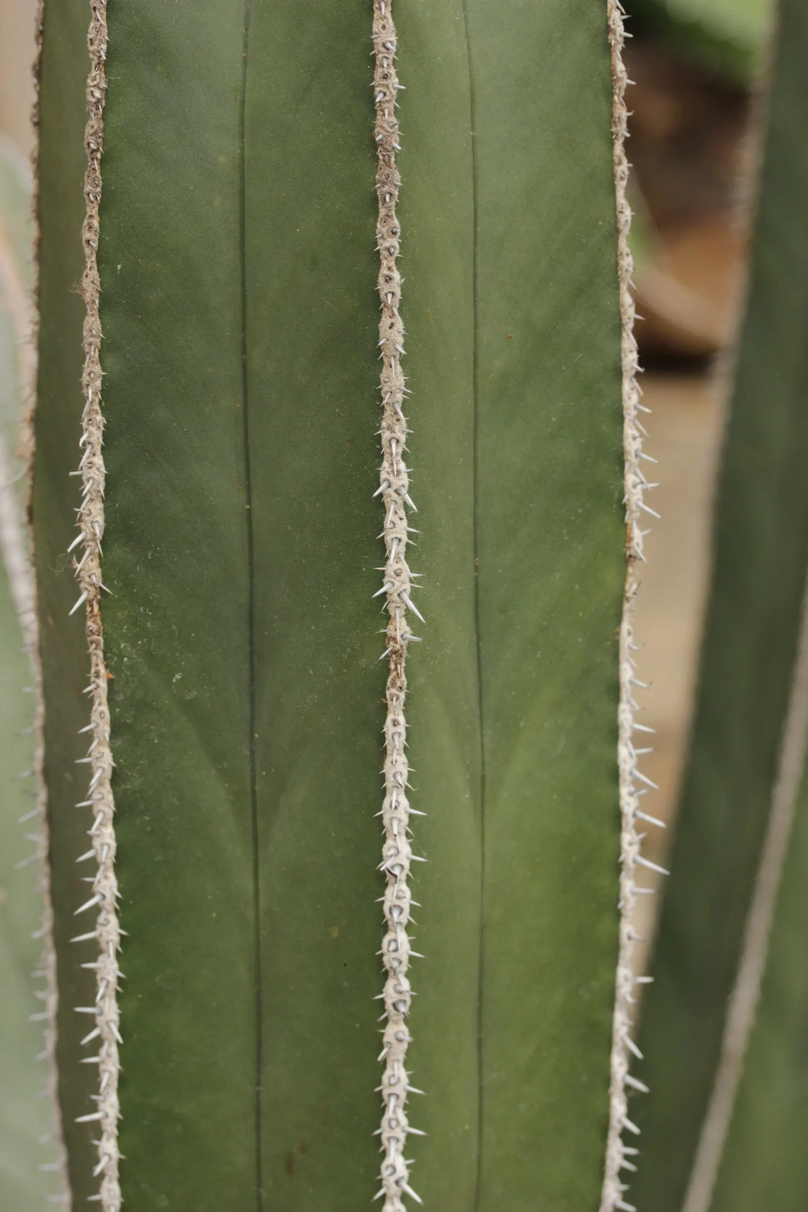 Mexican Fencepost (Pachycereus Marginatus) — producing creamy white blooms near the top of the stems; offering a nocturnal spectacle for night