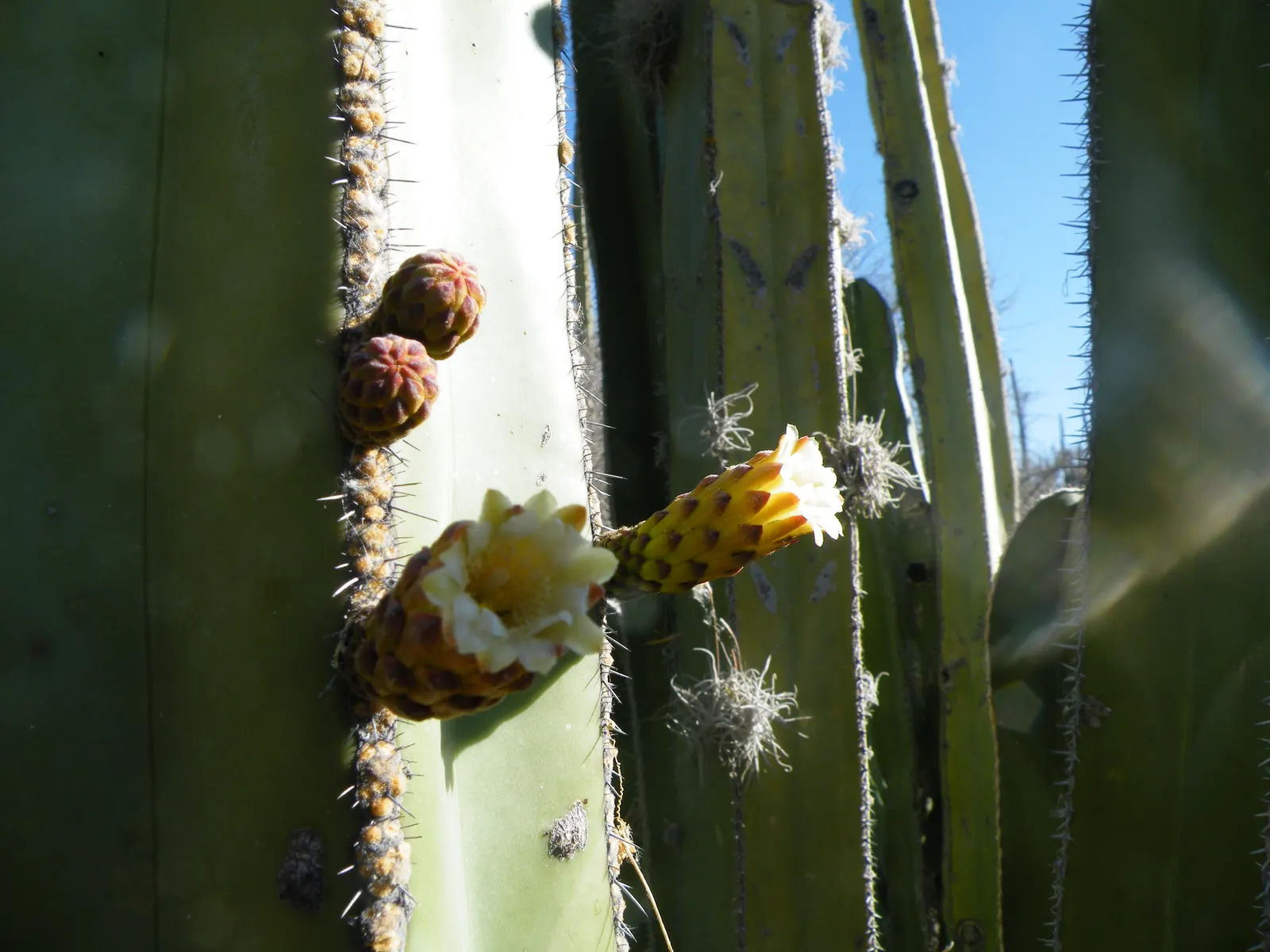Mexican Fencepost (Pachycereus Marginatus) — it prefers full sun and well-draining soil