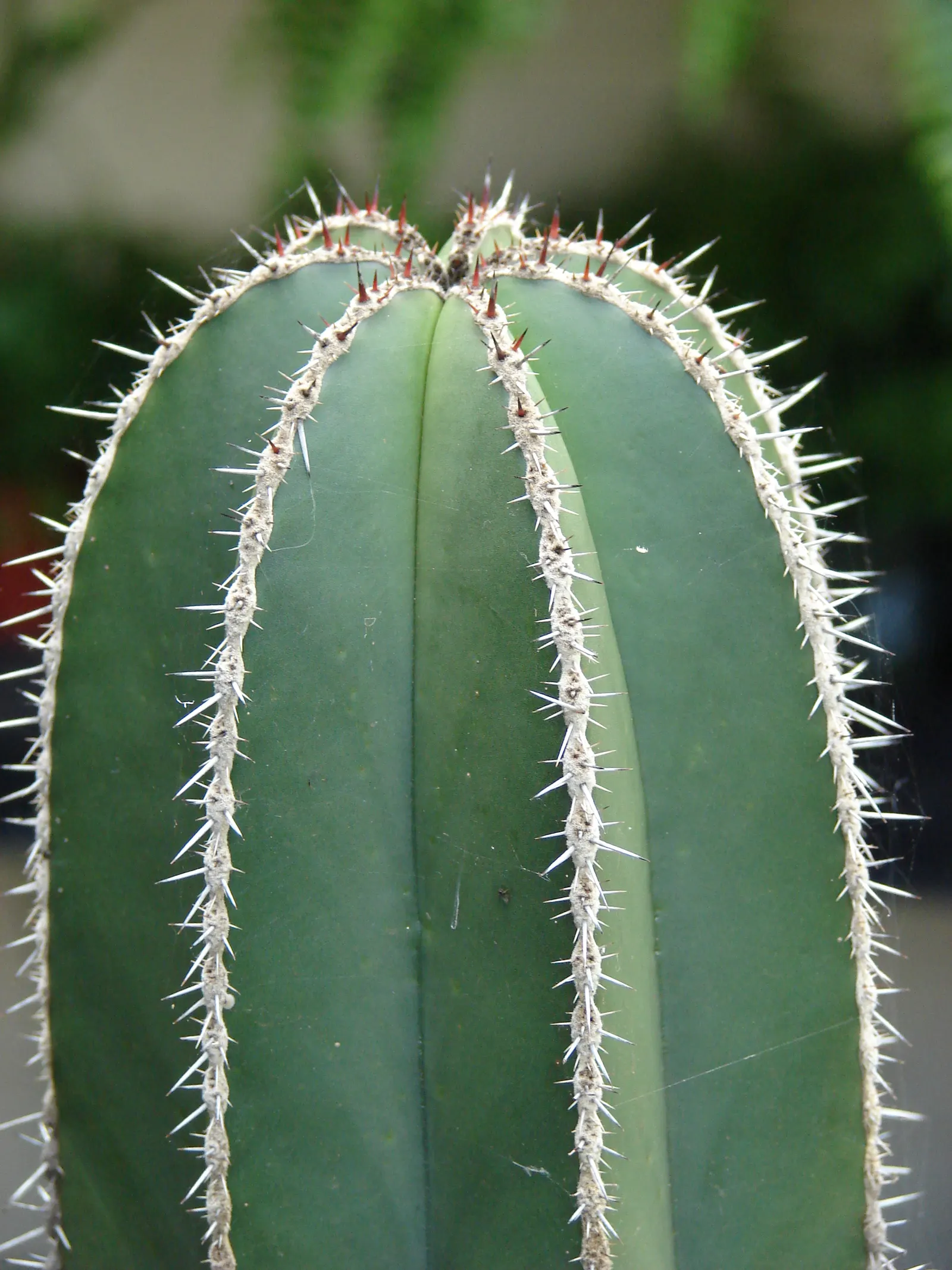 Mexican Fencepost (Pachycereus Marginatus) — is an eye-catching columnar cactus