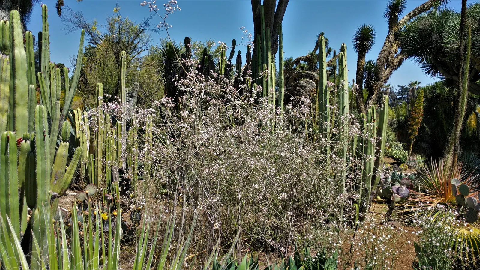 Mexican Fencepost (Pachycereus Marginatus) — cactus with pink blooms