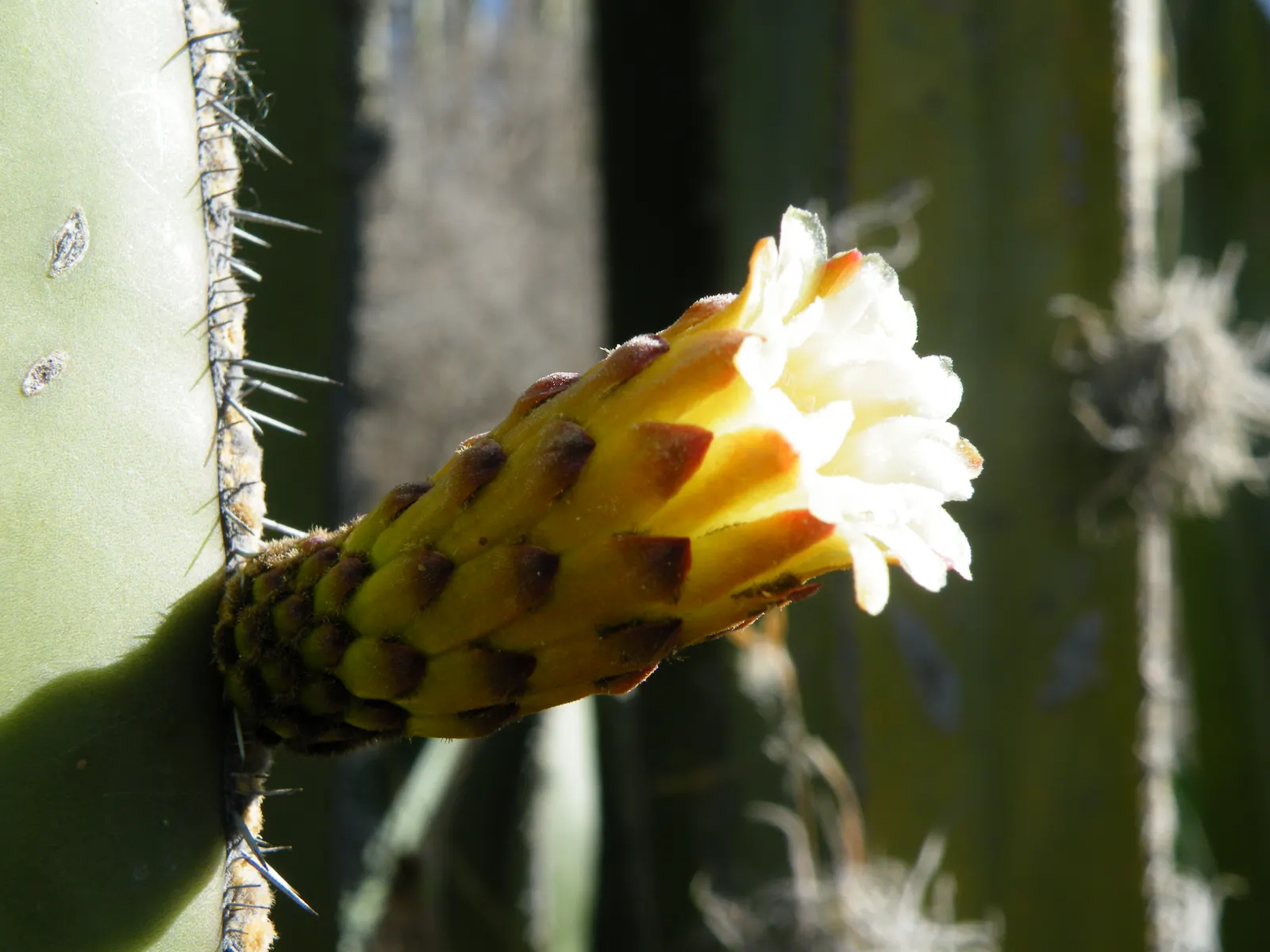 Mexican Fencepost (Pachycereus Marginatus) — this cactus is perfect for a water-wise garden