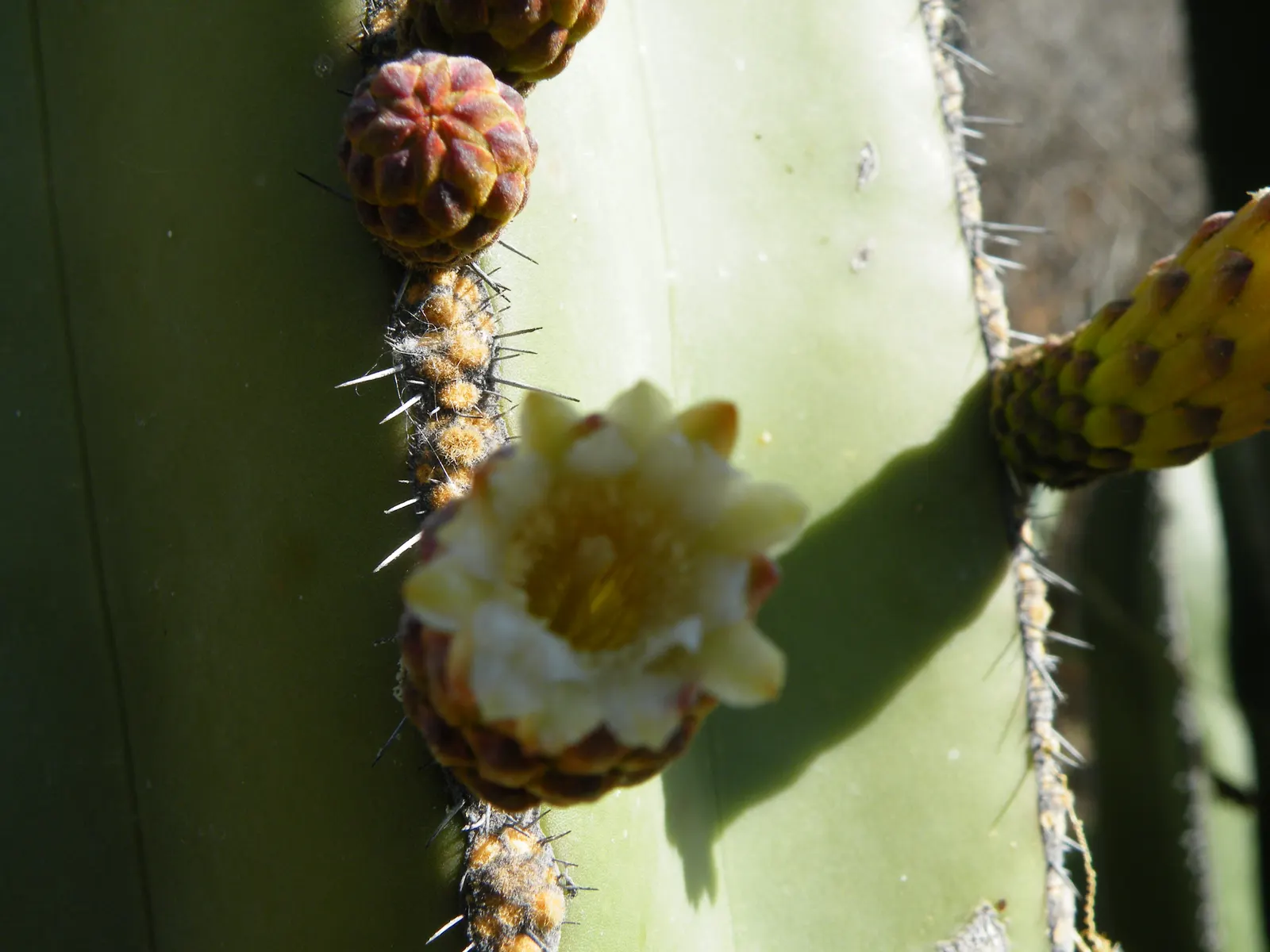 Mexican Fencepost (Pachycereus Marginatus) — Space individual plants about 2 to 3 feet apart to create an elegant, living fence, image 50