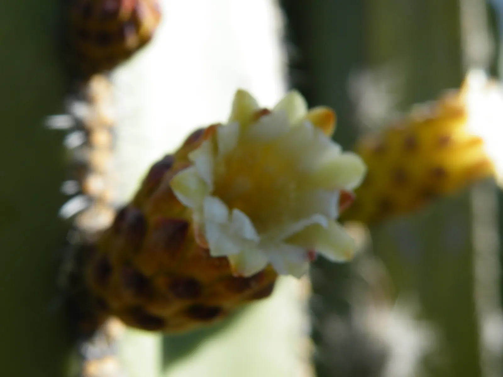 Mexican Fencepost (Pachycereus Marginatus) — requiring minimal maintenance once established; it's adorned with neat rows of spines along narrow ribs, image 63