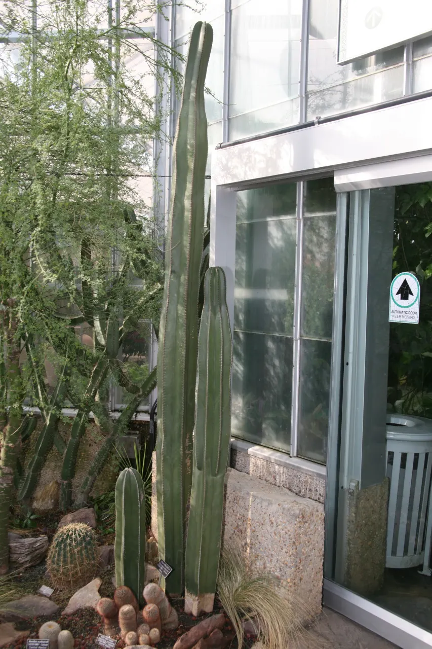 Mexican Fencepost (Pachycereus Marginatus) — creating a natural fence-like structure
