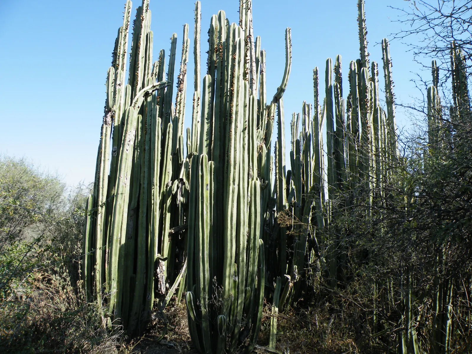 Mexican Fencepost (Pachycereus Marginatus) — is an eye-catching columnar cactus; roughly 6-12 inches in diameter, image 55