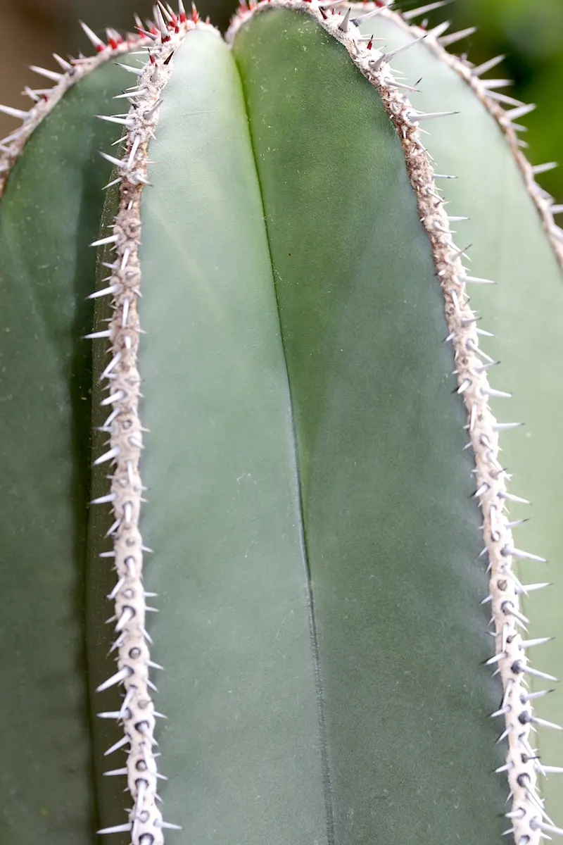 Mexican Fencepost (Pachycereus Marginatus) — These allow for easy propagation under the right desert-like conditions; creating a natural fence-like structure