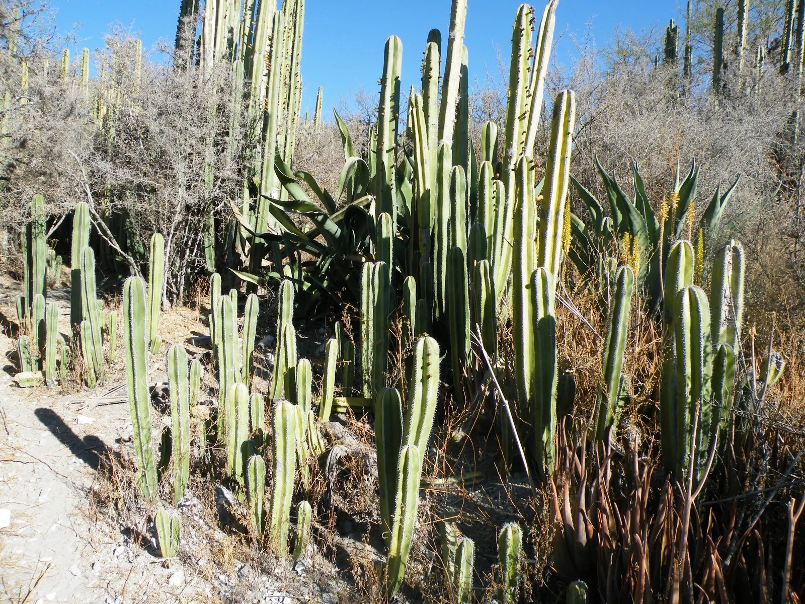 Mexican Fencepost (Pachycereus Marginatus) — scientifically known as Pachycereus marginatus; this cactus is perfect for a water-wise garden, image 64