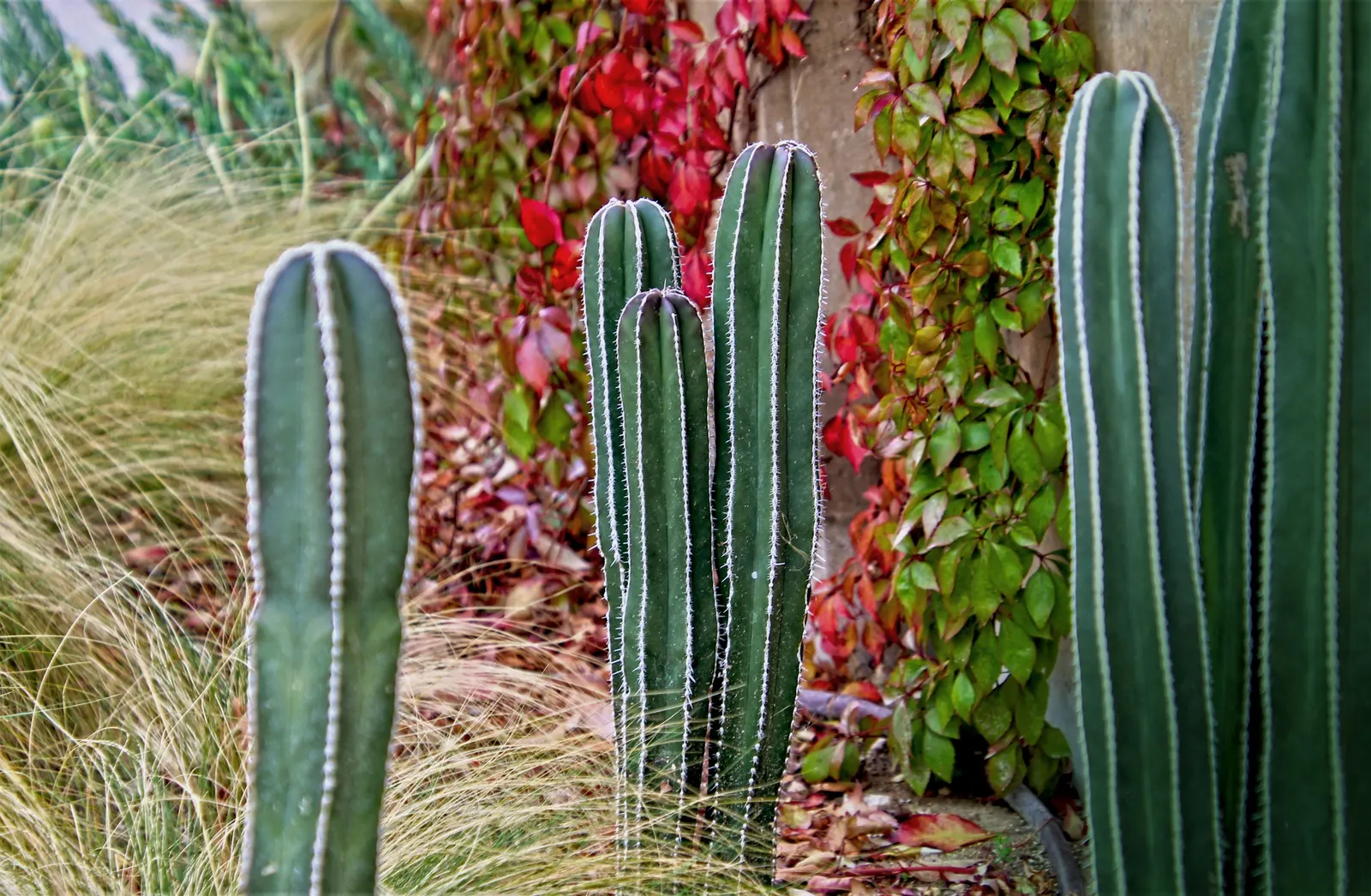 Mexican Fencepost (Pachycereus Marginatus) — offering a nocturnal spectacle for night pollinators.<br><br>For the landscape designer