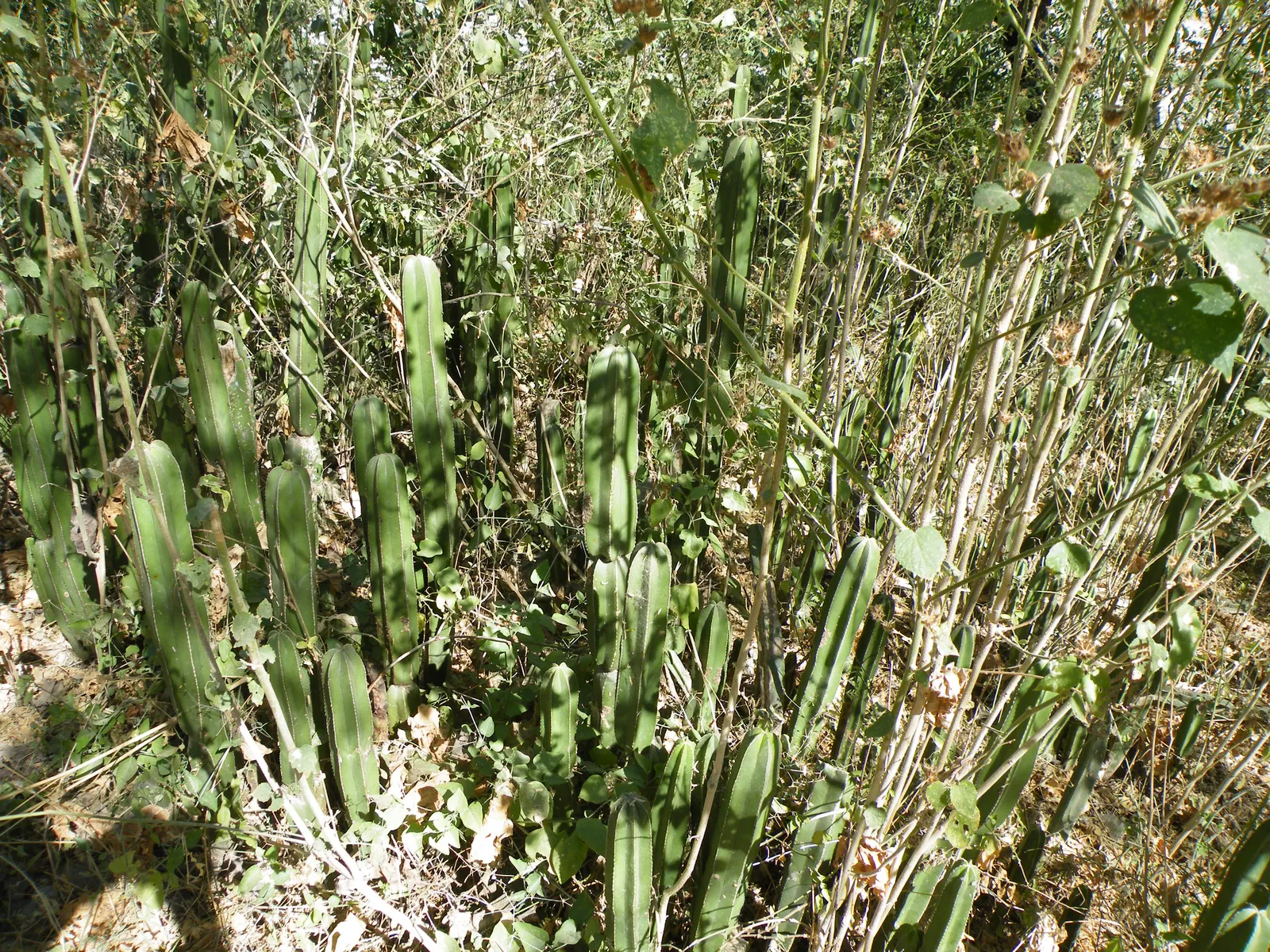 Mexican Fencepost (Pachycereus Marginatus) — and can soar up to 12-16 feet tall