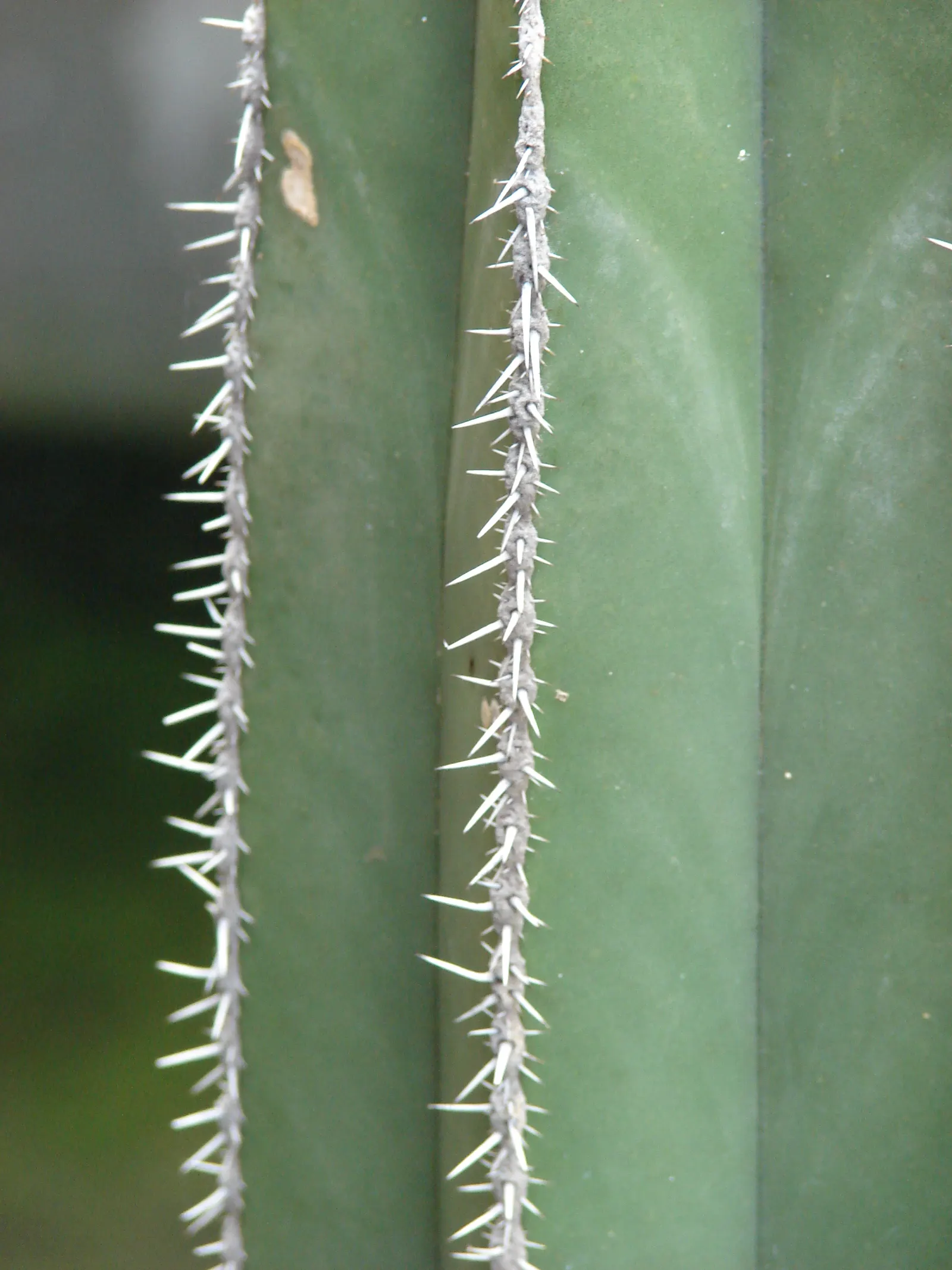 Mexican Fencepost (Pachycereus Marginatus) — cactus for full